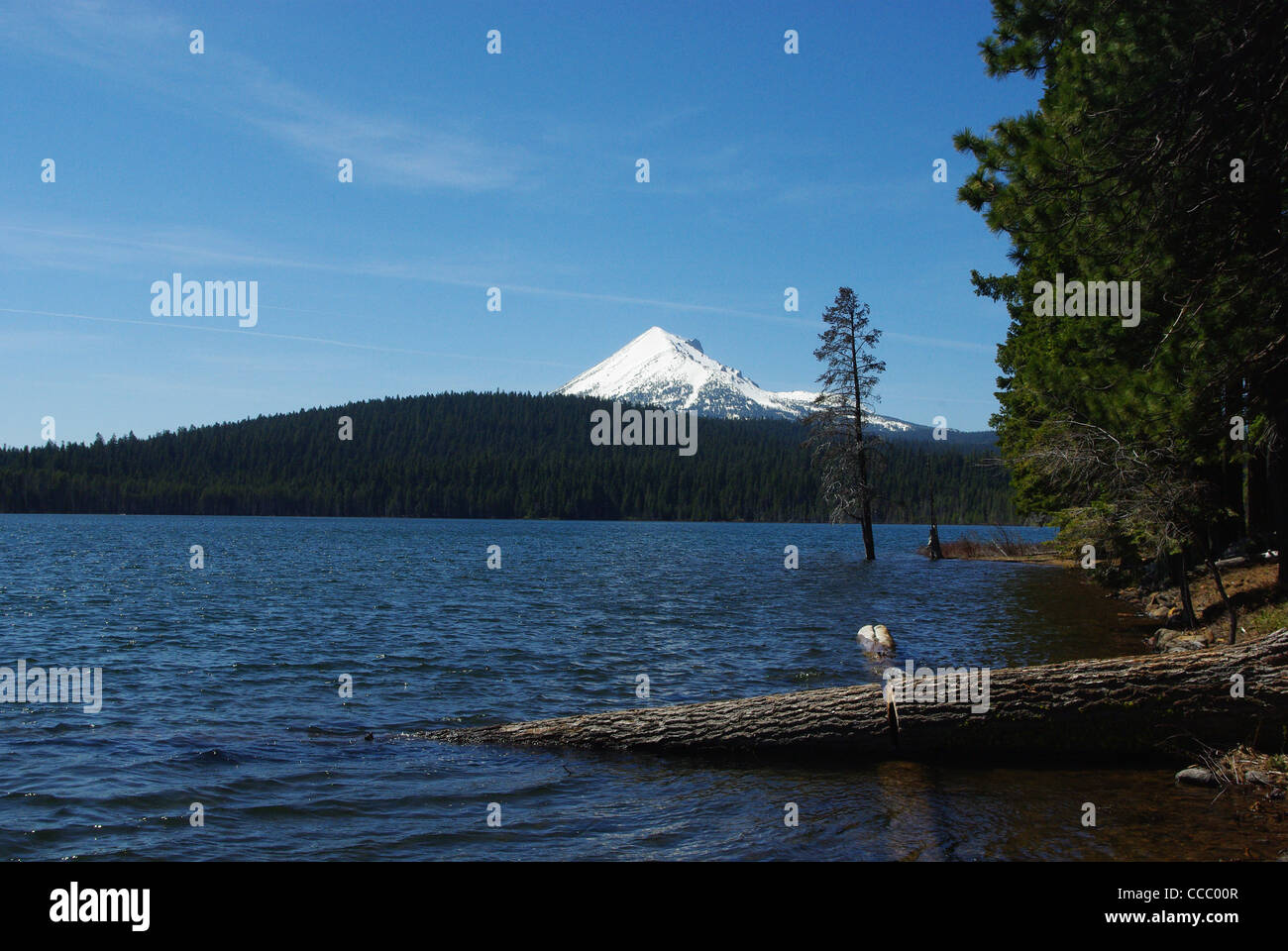 Il lago dei boschi, Oregon Foto Stock