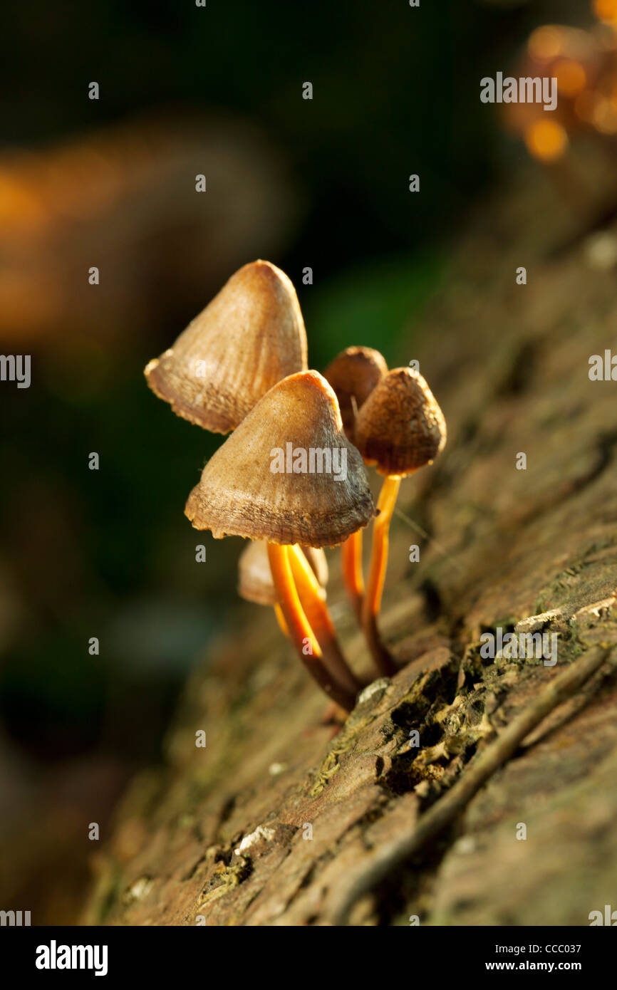 I funghi che crescono su tronco di albero Foto Stock