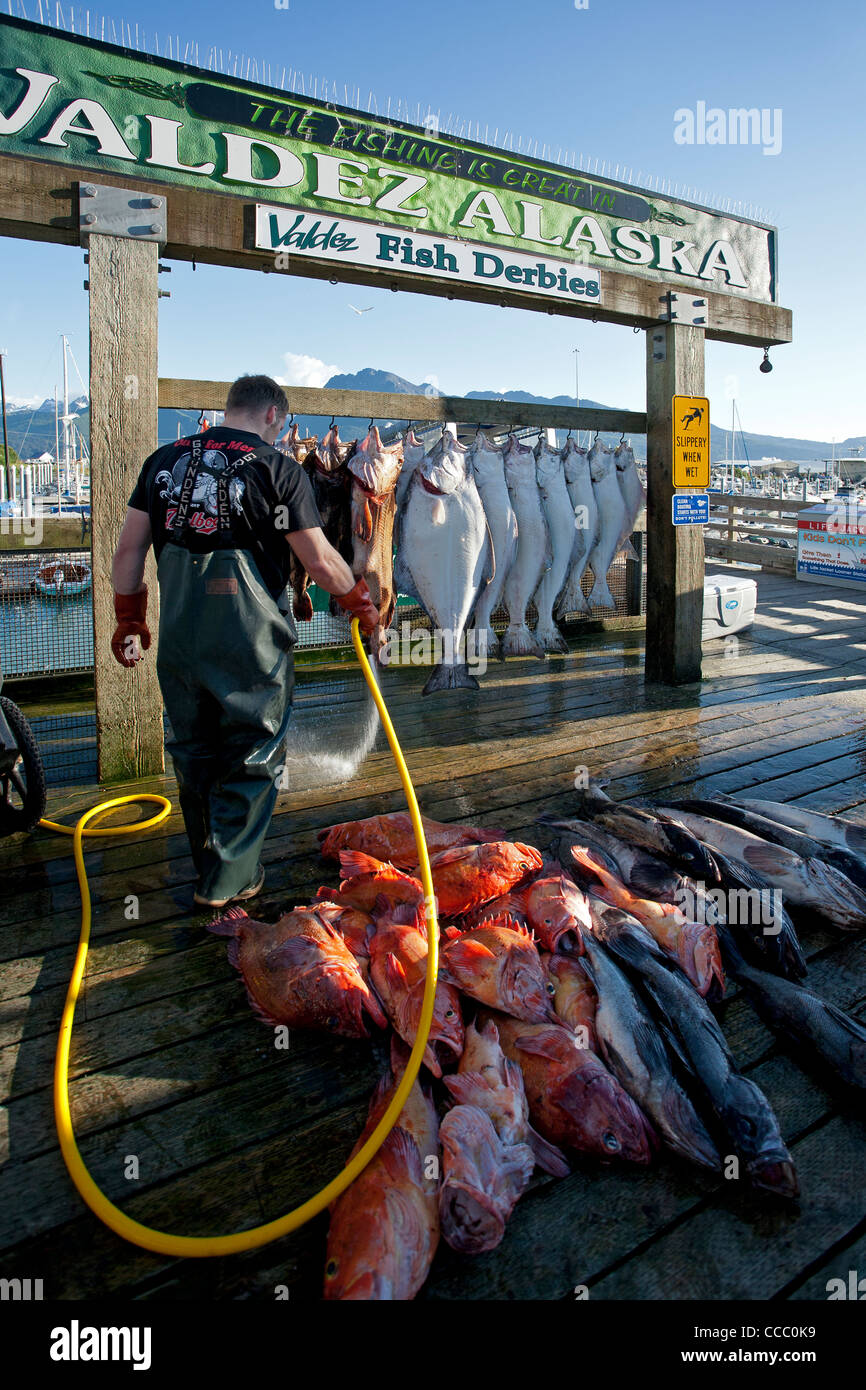 Fisherman pulizia del pescato del giorno. Valdez derby di pesce. L'Alaska. Stati Uniti d'America Foto Stock