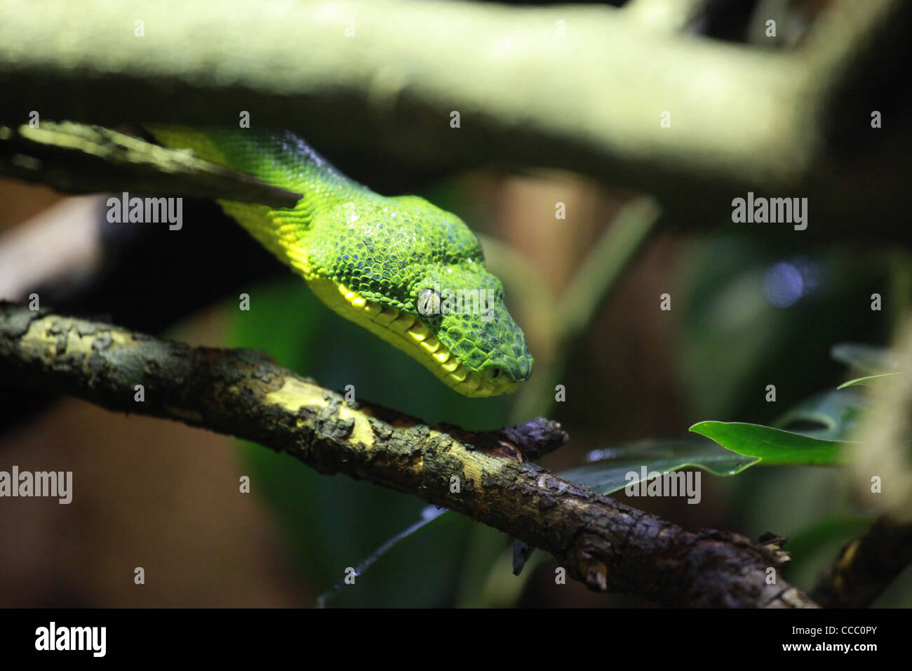 Lo zoo di Chester verde smeraldo Tree Boa Snake Foto Stock