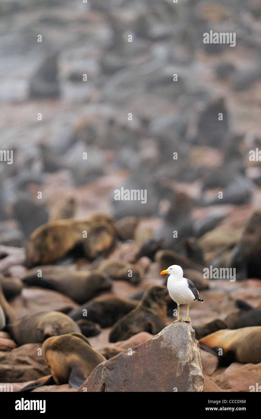 Nero meridionale-backed gull / / Dominicana Kelp Gabbiano (Larus dominicanus) a Cape pelliccia sigillo colonia, Namibia Foto Stock