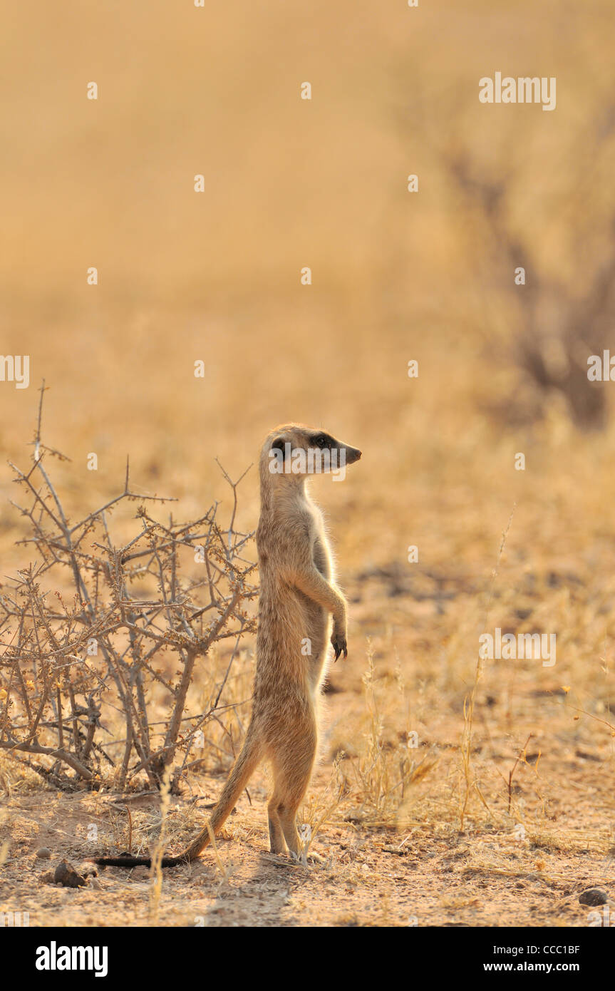 Meerkat / suricate (Suricata suricatta) sul look-out, deserto Kalahari, Sud Africa Foto Stock