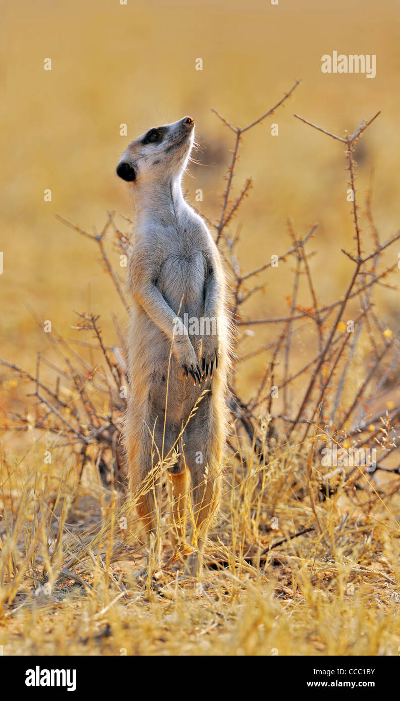 Meerkat / suricate (Suricata suricatta) a cercare gli uccelli rapaci, deserto Kalahari, Sud Africa Foto Stock