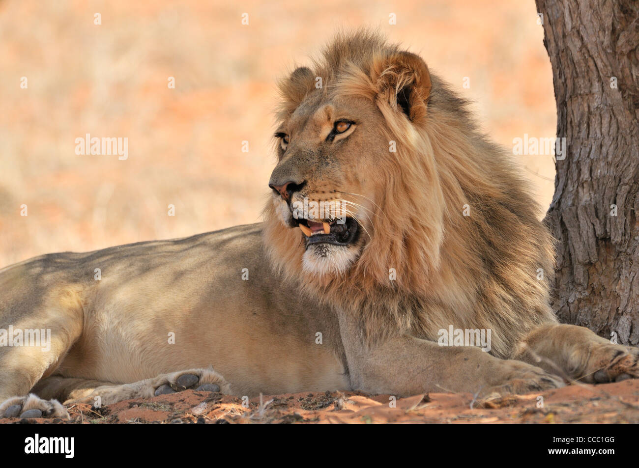 Maschio di leone africano (Panthera leo) di appoggio all'ombra di alberi nel deserto del Kalahari, Kgalagadi Parco transfrontaliero, Sud Africa Foto Stock