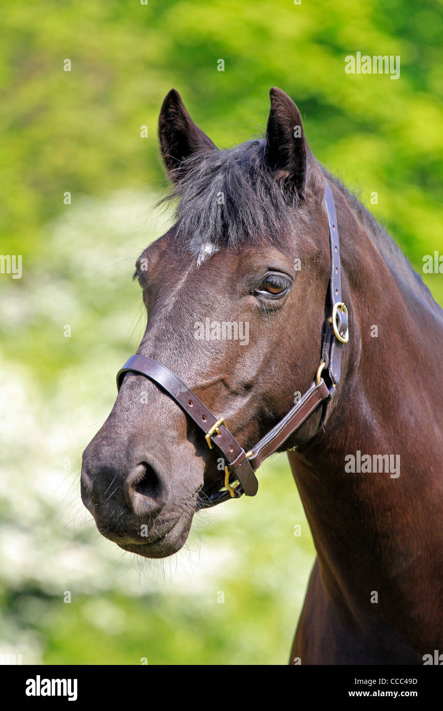 Un cavallo sguardi longingly Foto Stock