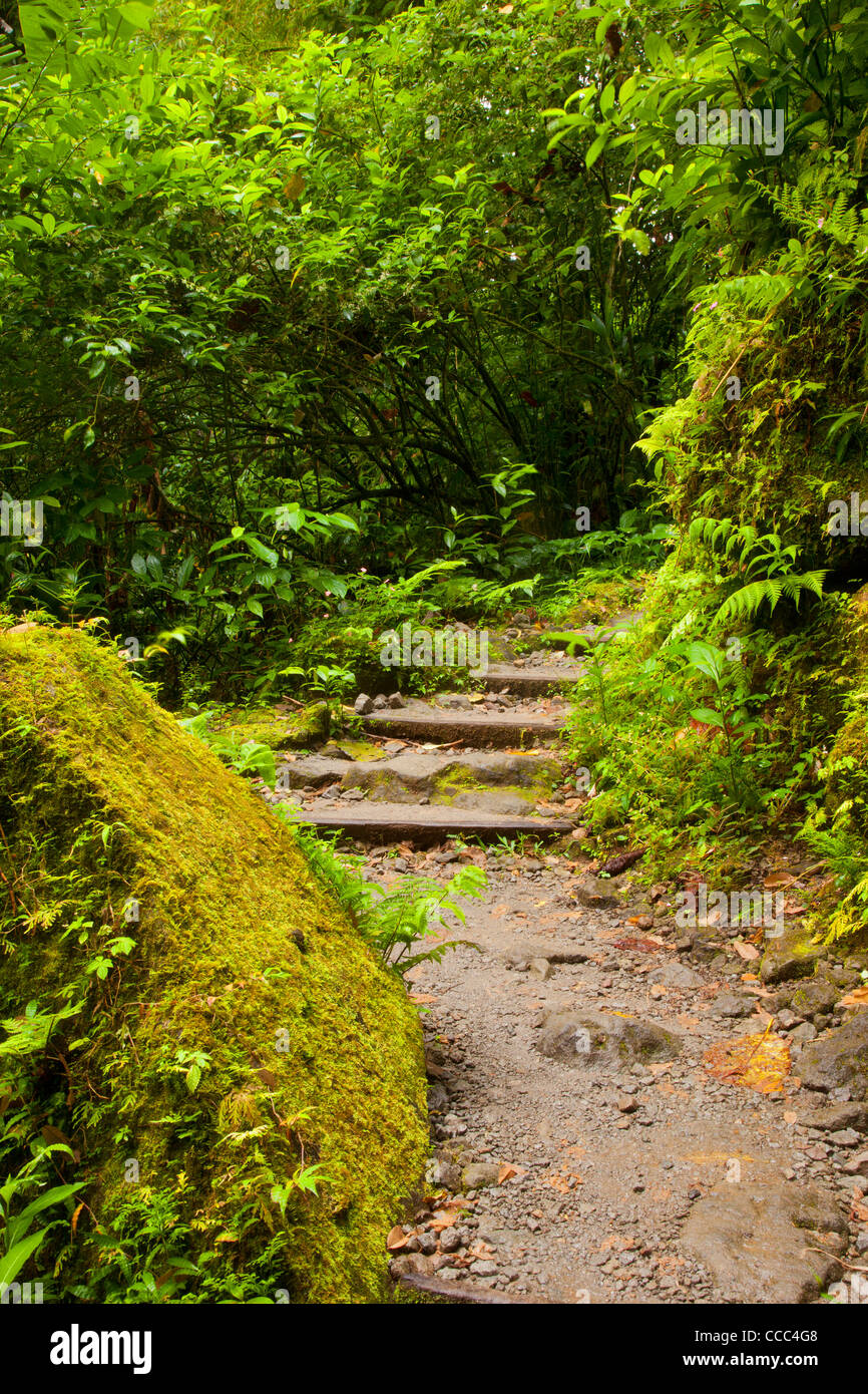 Foresta di pioggia percorso di Trafalgar cade nella Mourne Trois Pitons National Park, Dominica, West Indies Foto Stock