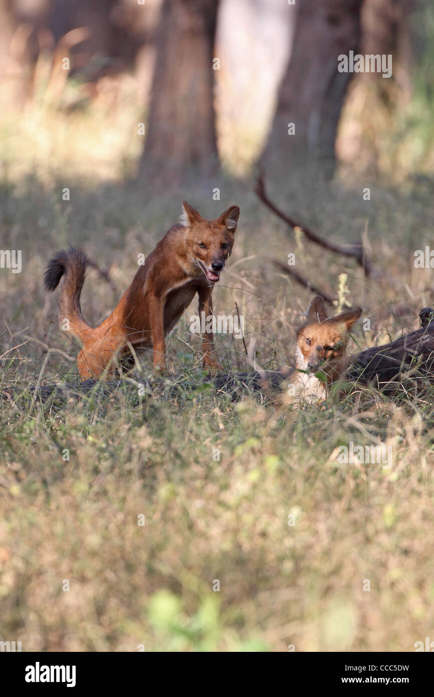 Dhole (Cuon alpinus) Foto Stock