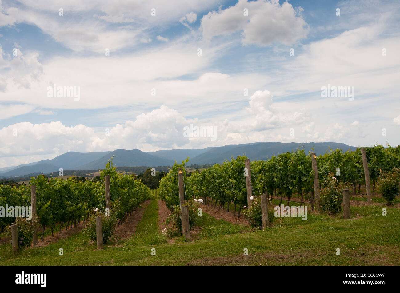 Domaine Chandon Moet and Chandon vigna Yarra Valley Victoria Australia Foto Stock