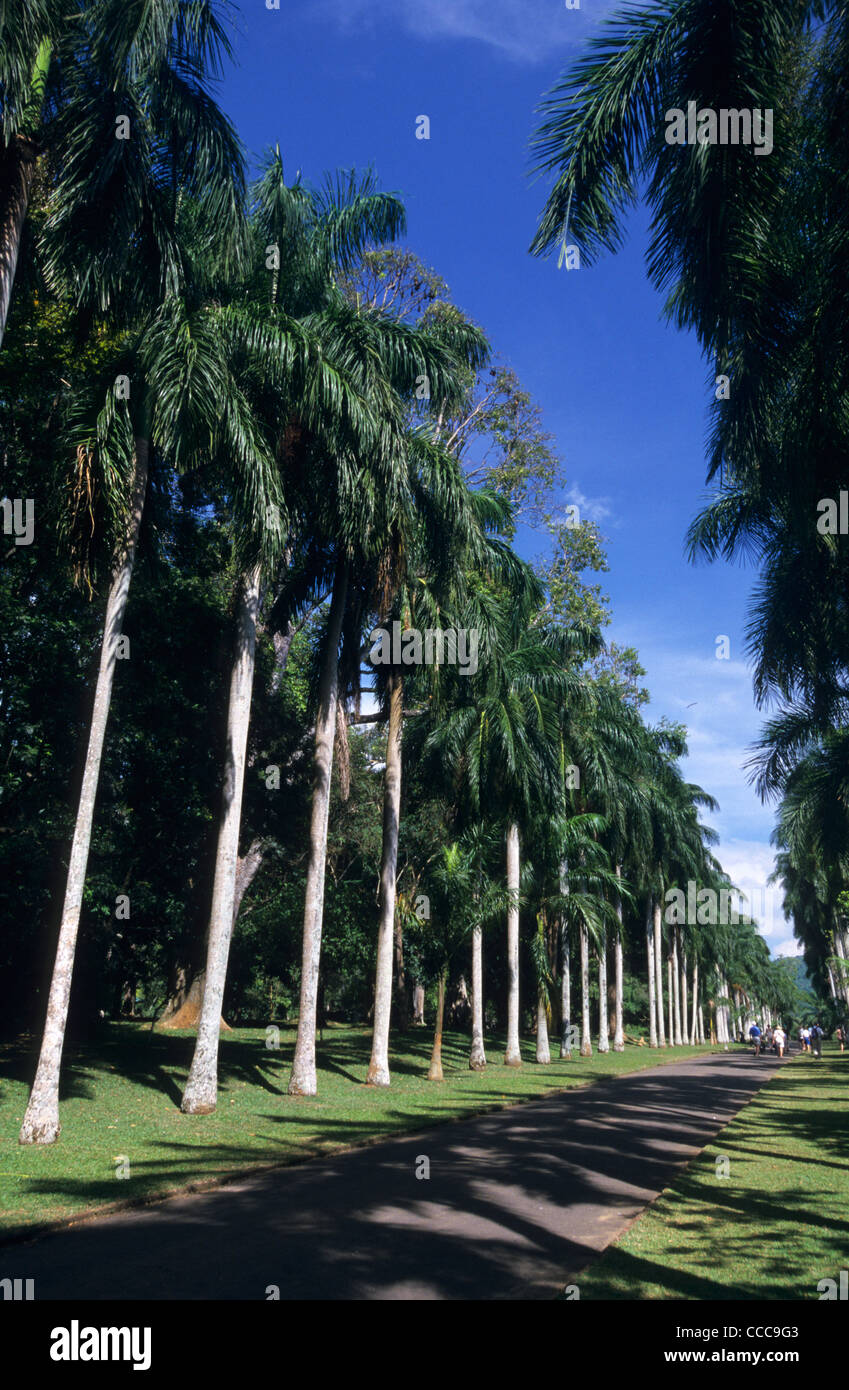 Avenue di talipot palme, Peradeniya Giardino Botanico, Kandy, Sri Lanka Foto Stock