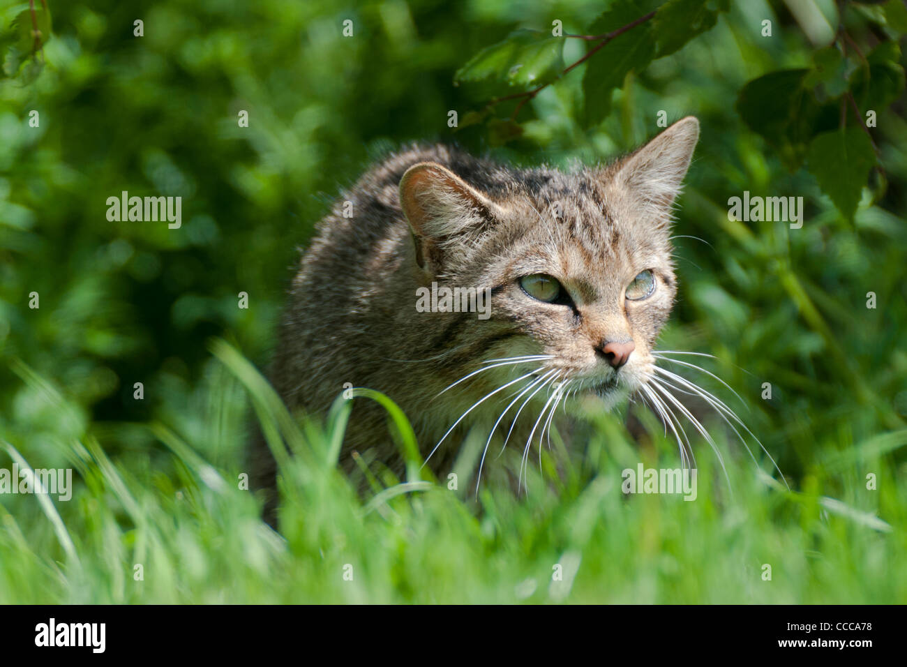 Scottish gatto selvatico (Felis silvestris grampia) Foto Stock