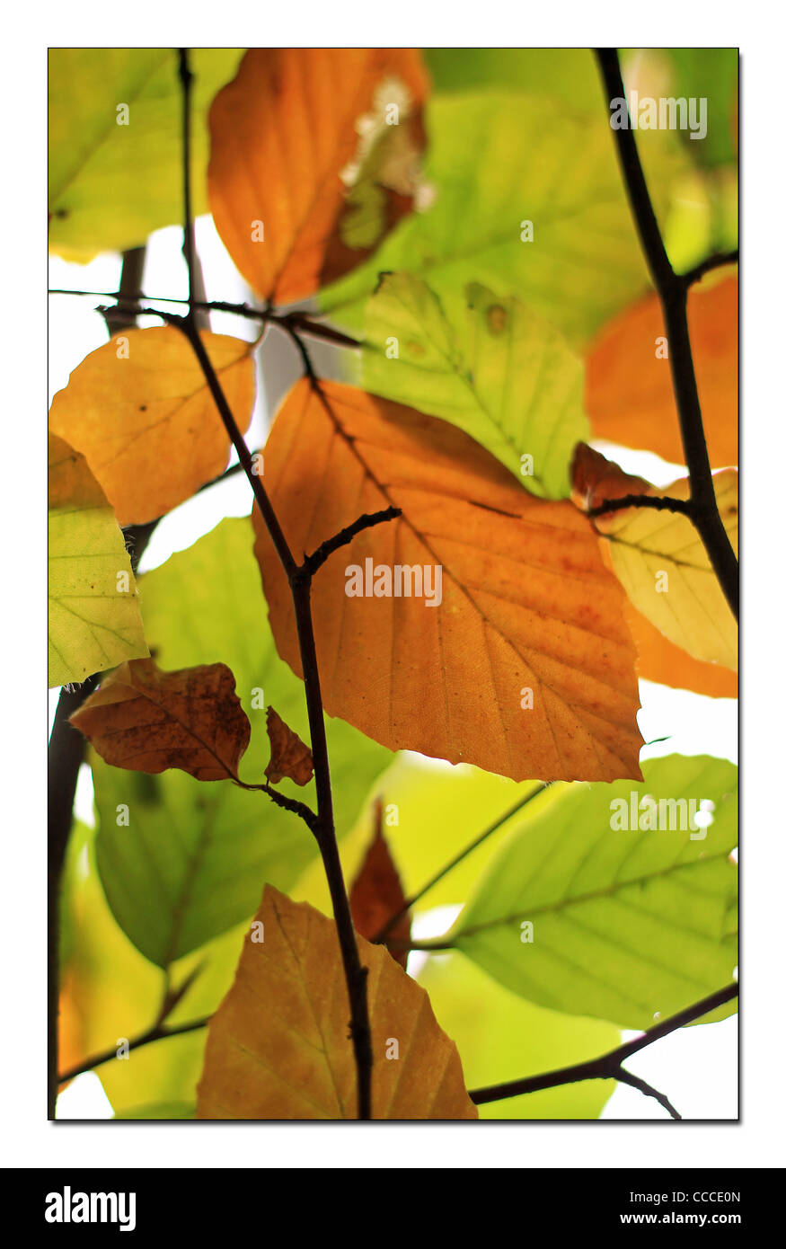 Colori d'autunno Foto Stock