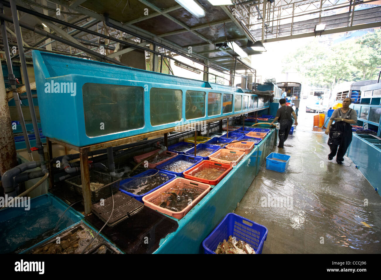 Grandi serbatoi di acqua di mare con pesci vivi in Aberdeen all'ingrosso di pesce e frutti di mare mercato hong kong RAS di Hong kong cina asia Foto Stock