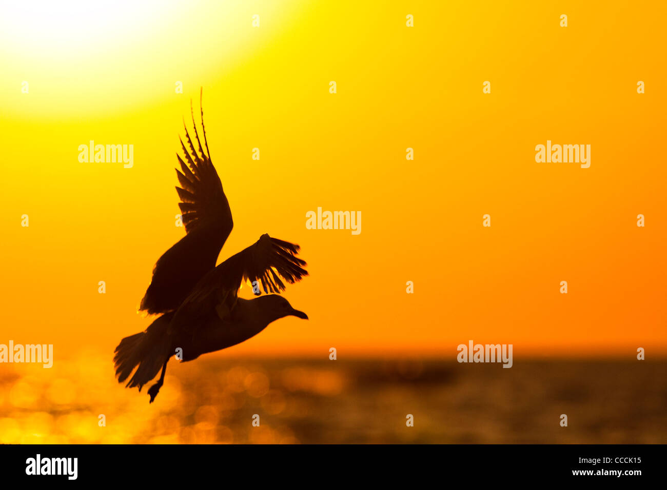 Silhouette di un uccello in volo di fronte una luminosa alba. Foto Stock