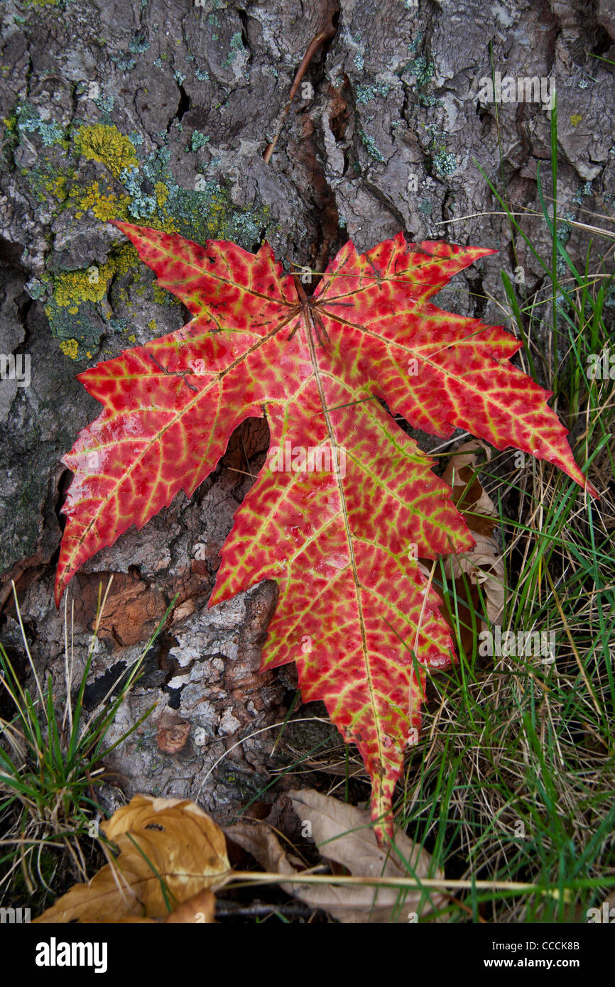 Autumn Leaf sulla corteccia la prima foglia è di colore rosso con verde-giallo,e la corteccia è coperta con i licheni...qualche erba Foto Stock