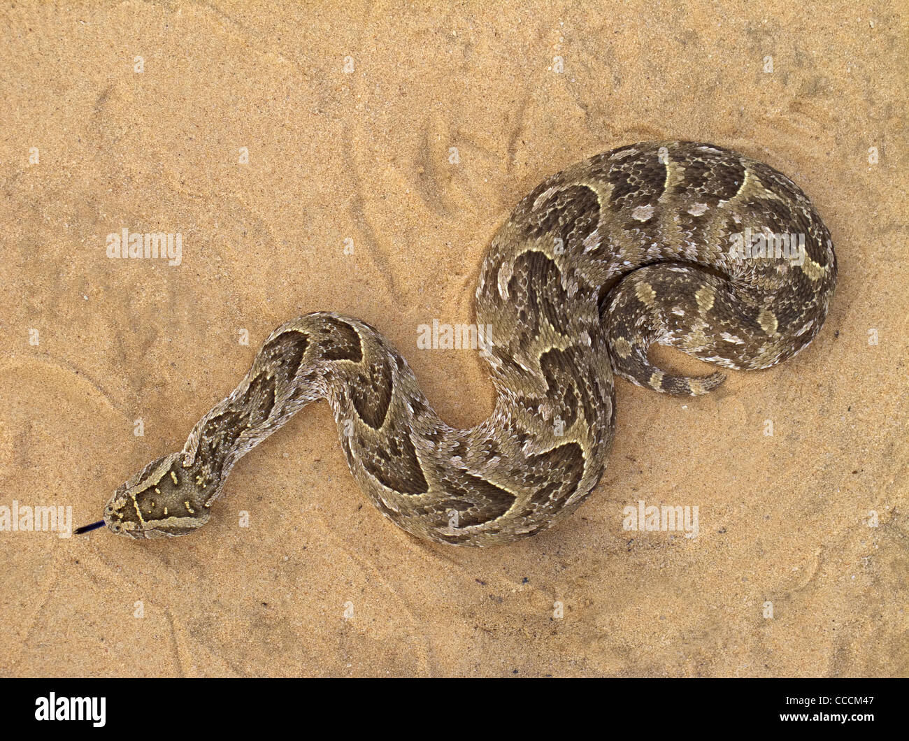 Un velenoso puff sommatore (Bitis arietans) snake, Kgalagadi Parco transfrontaliero, Sud Africa Foto Stock