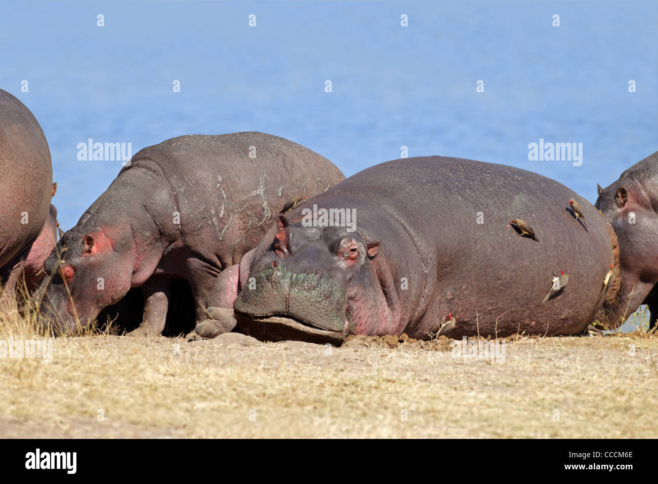 Ippopotami (Hippopotamus amphibius) con oxpecker uccelli, Sabie-Sand riserva naturale, Sud Africa Foto Stock