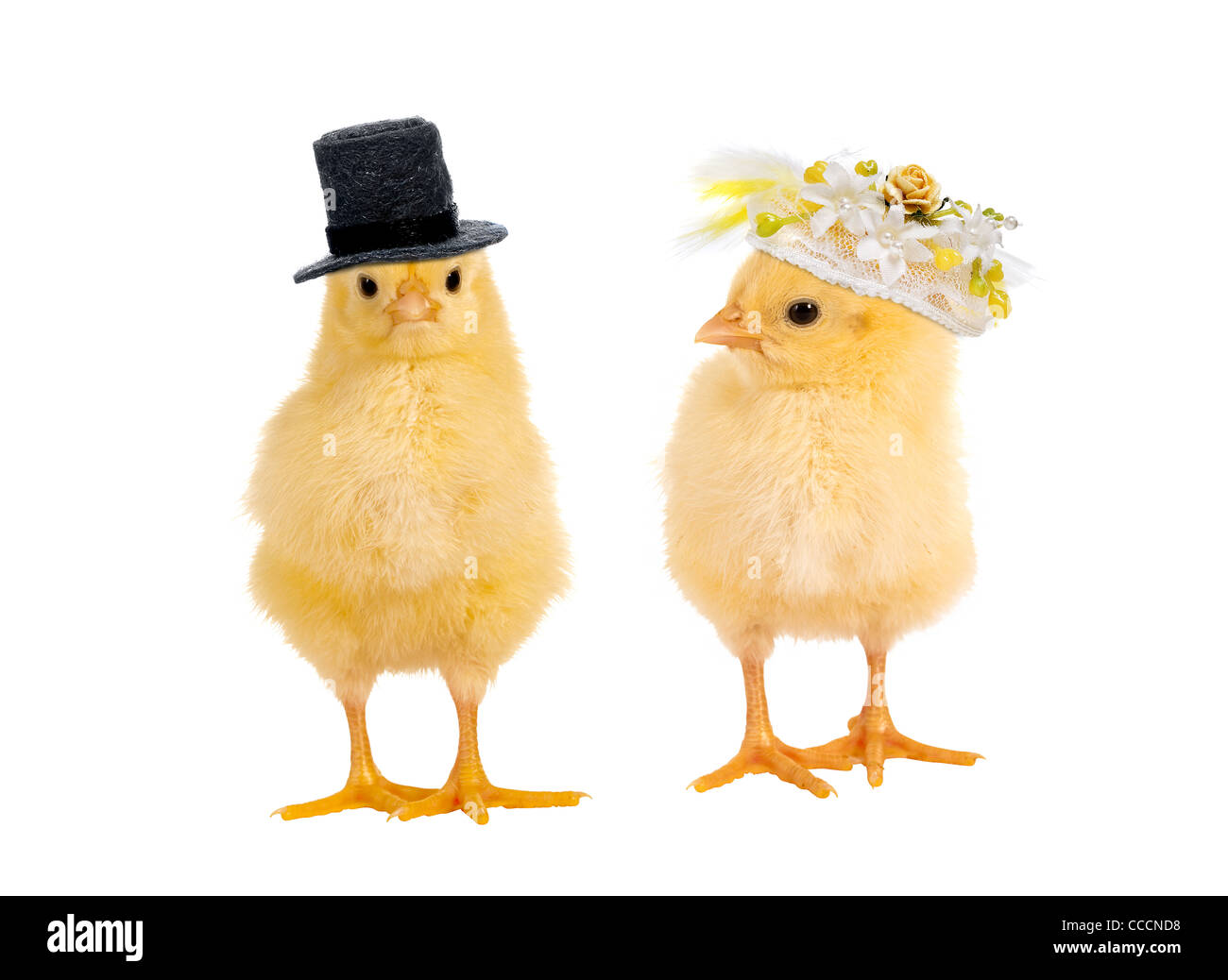 Paio di neonato giallo pulcini di pasqua vestita come una sposa e lo sposo per un matrimonio Foto Stock
