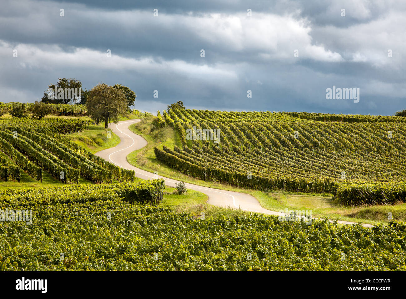 Famosa via del vino in Alsazia France offre questa vista su una strada con curve attraverso i vigneti vicino a Riquewihr Foto Stock