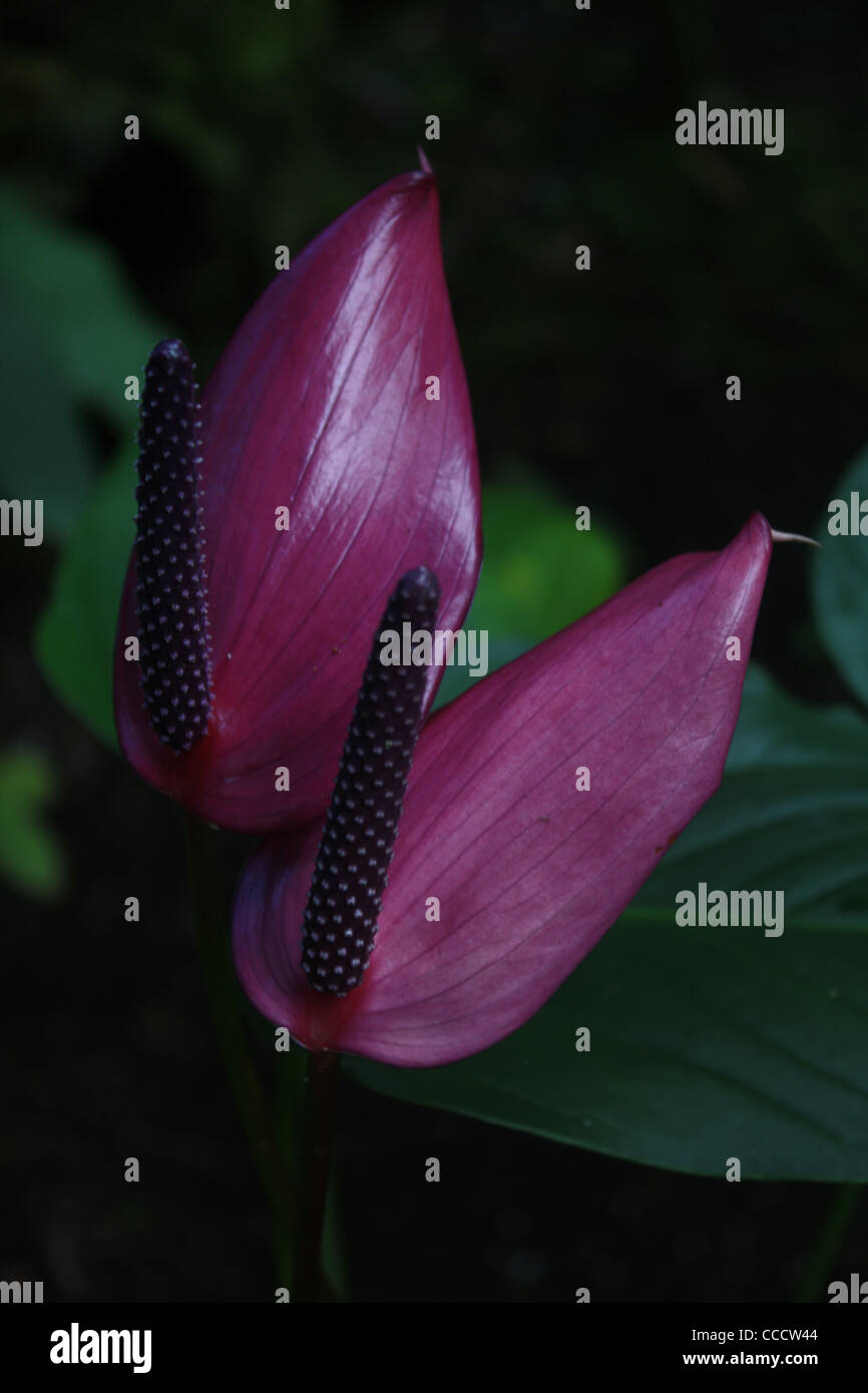 Viola Anthurium fiore Foto Stock