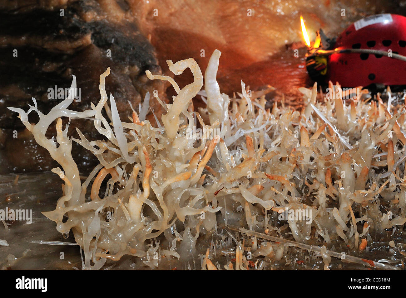 Sardegna. Baunei. La Grotta del Fico grotta. Foto Stock