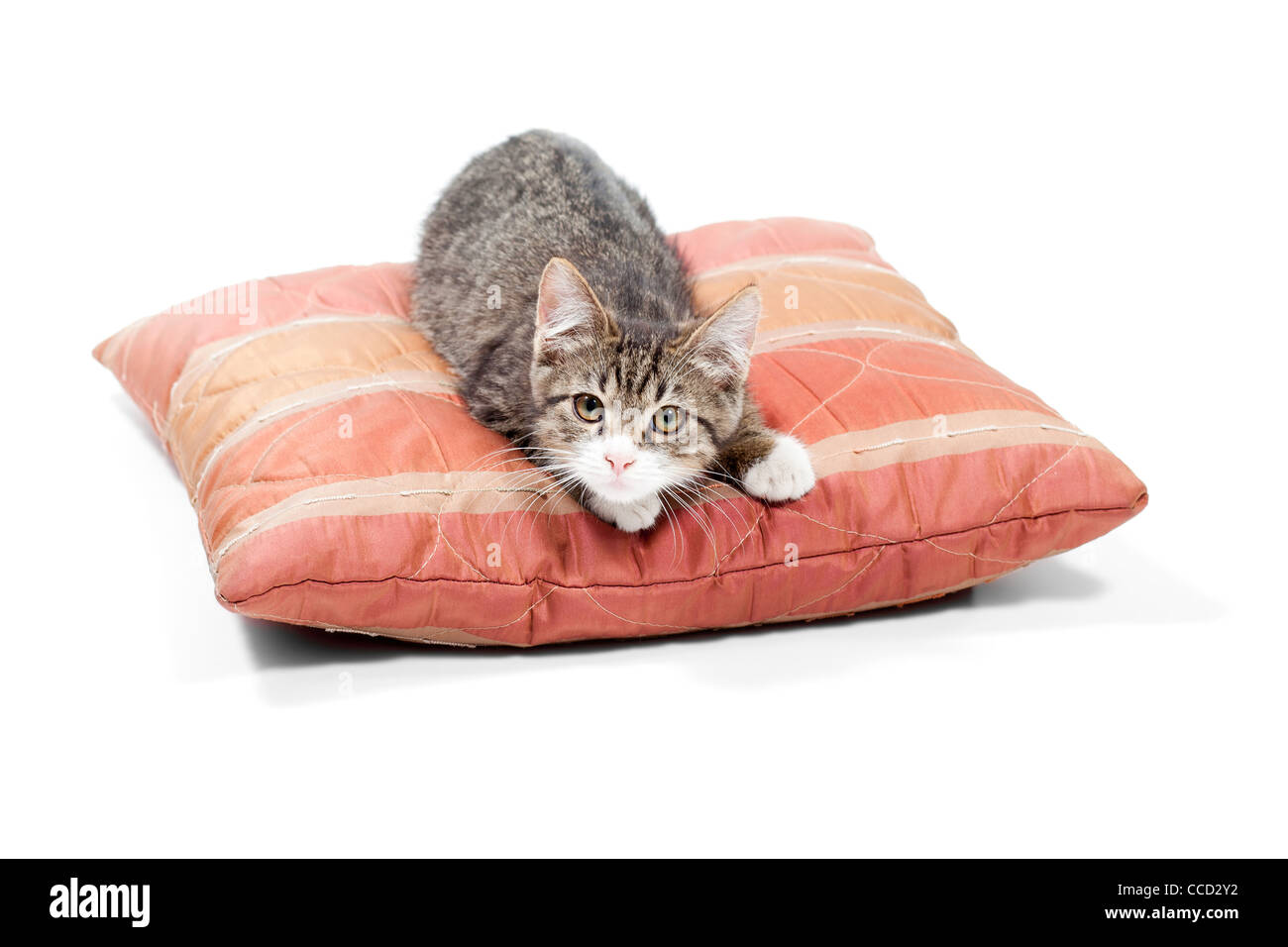 Gatto sul cuscino Immagini senza sfondo e Foto Stock ritagliate - Alamy