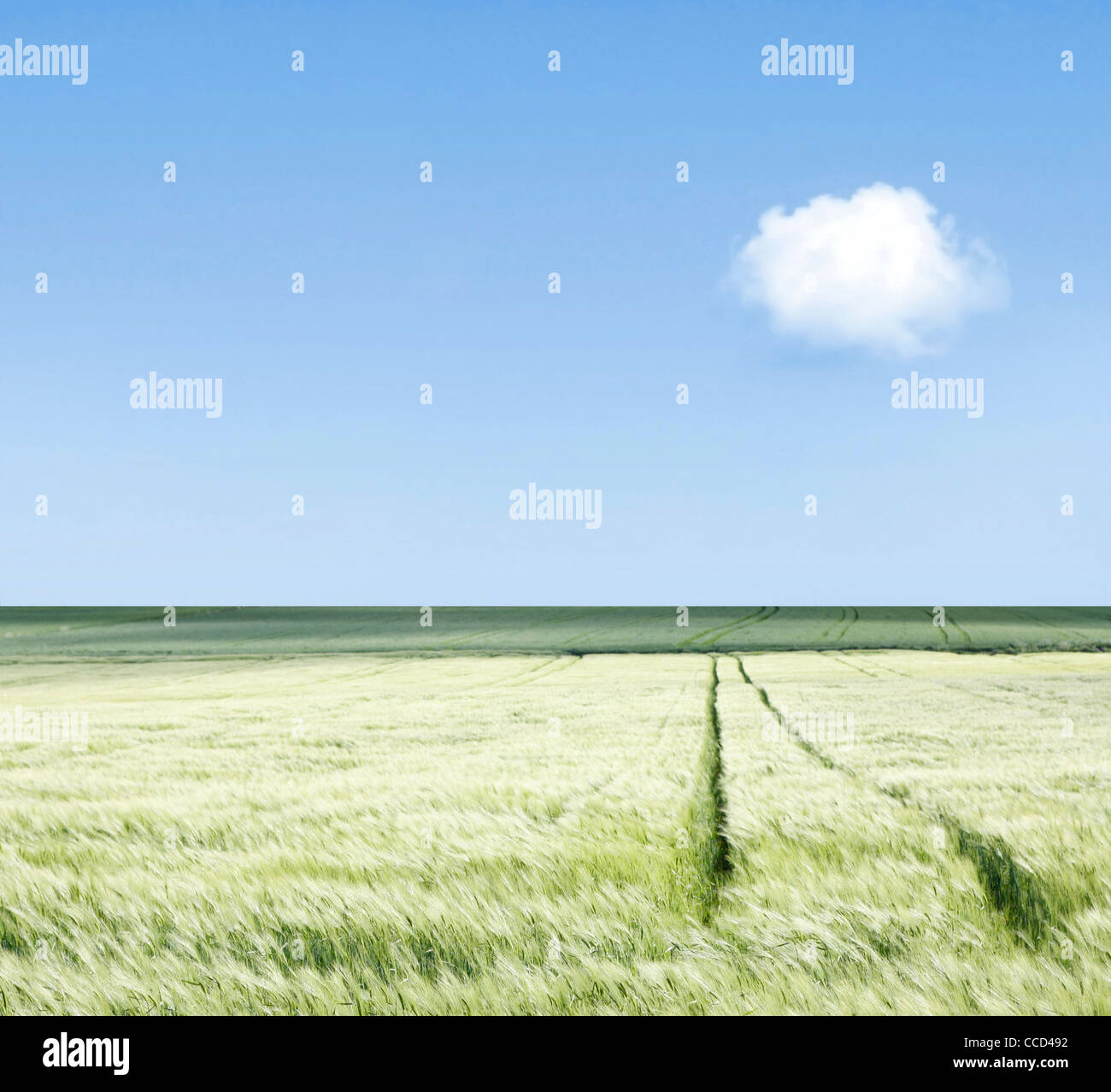 Un campo verde con le tracce delle ruote Foto Stock