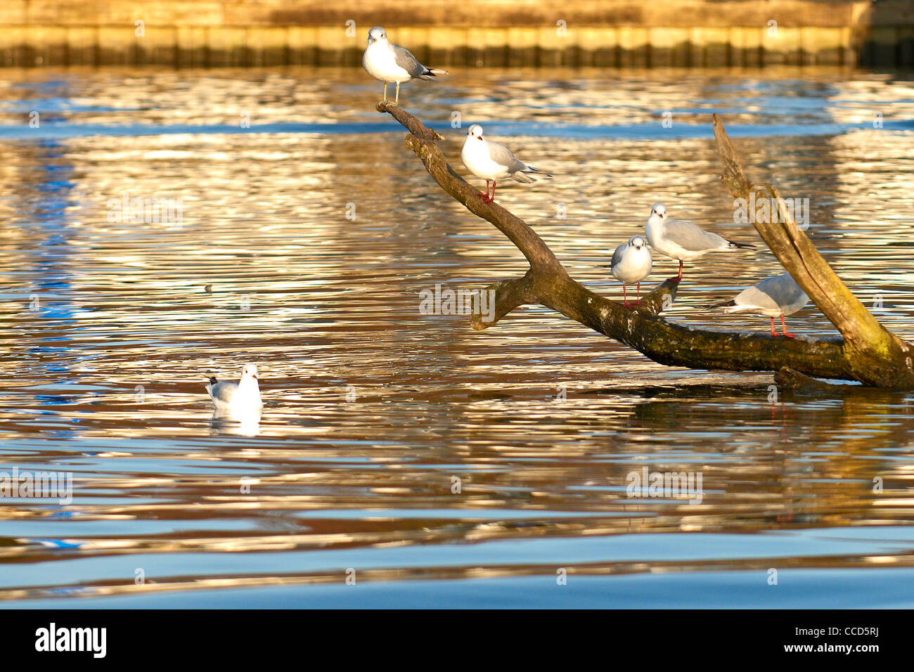 Gabbiani appollaiati sui rami in un fiume Foto Stock