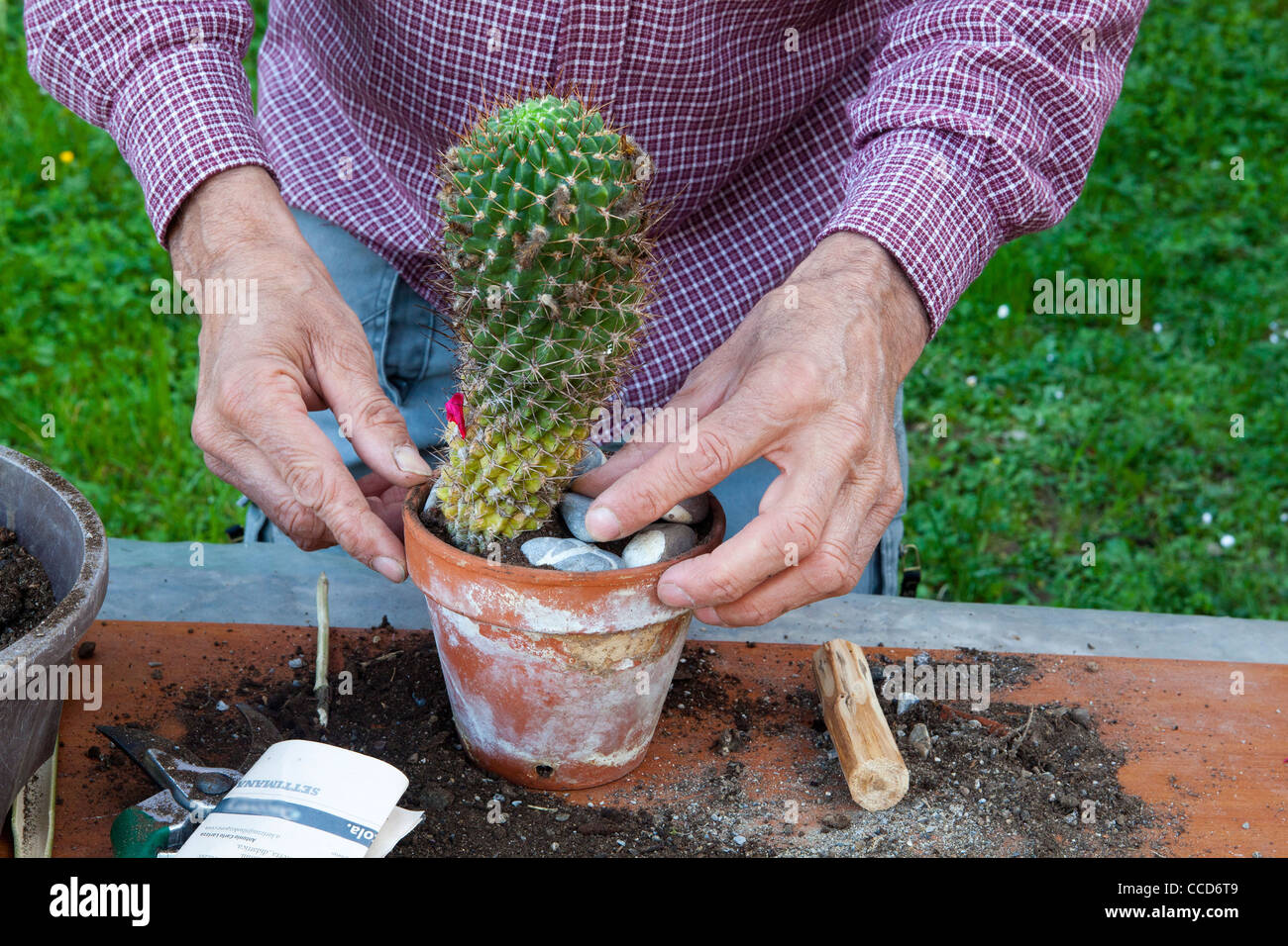 Repotting e materiali di moltiplicazione di cactus, fase 6, pressato a pochi granelli nel suolo di garantire una maggiore stabilità Foto Stock