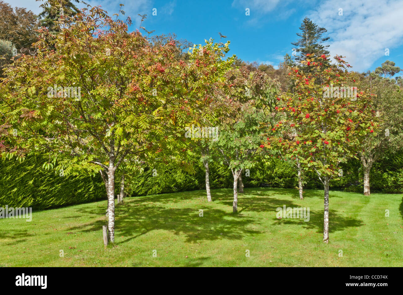 Rowan alberi Inverewe Gardens a Poolewe Ross & Cromarty Highland Scozia Scotland Foto Stock