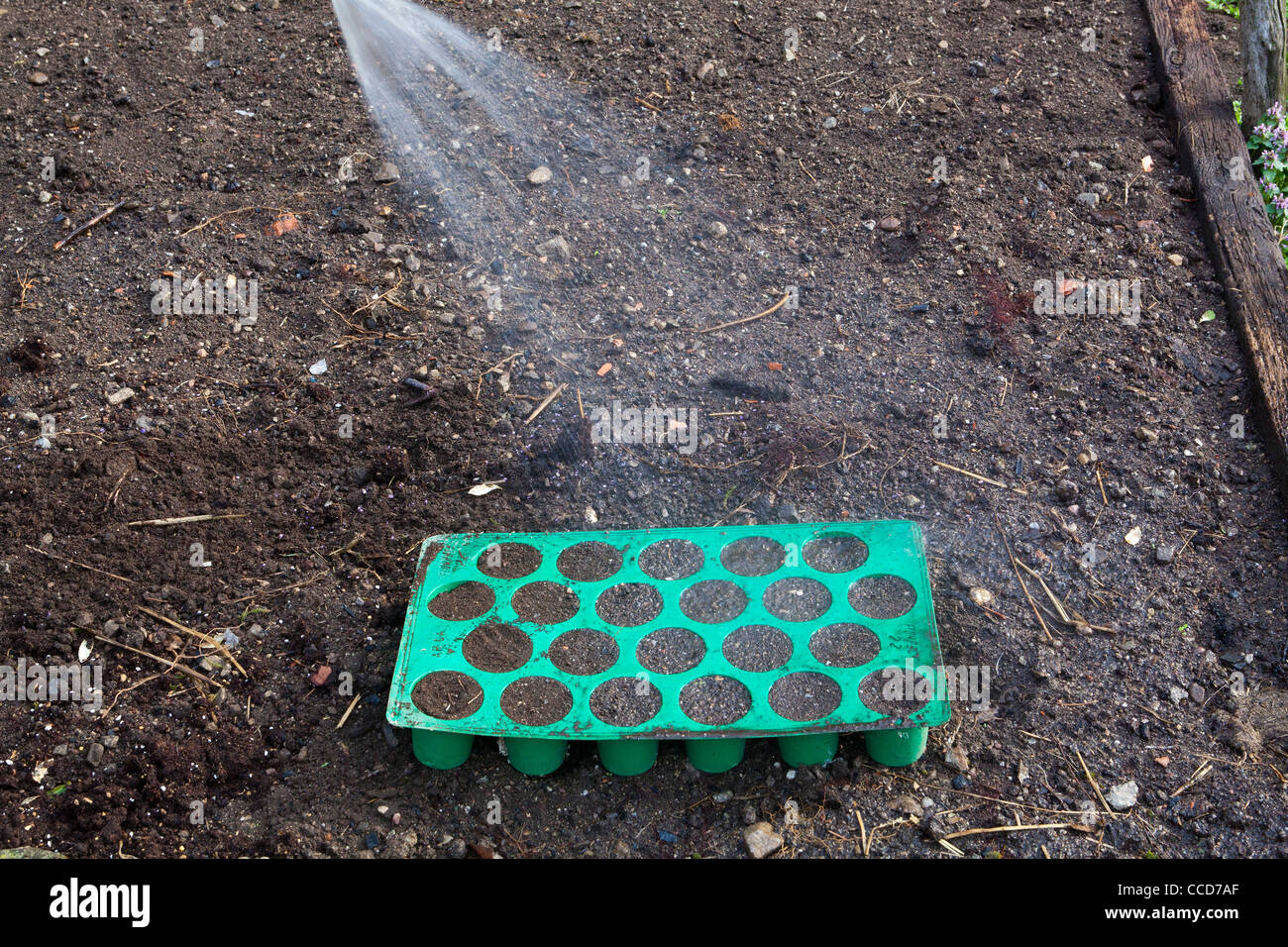 La semina di semi nel plateau di plastica, fase 7, irrigazione moderatamente Foto Stock