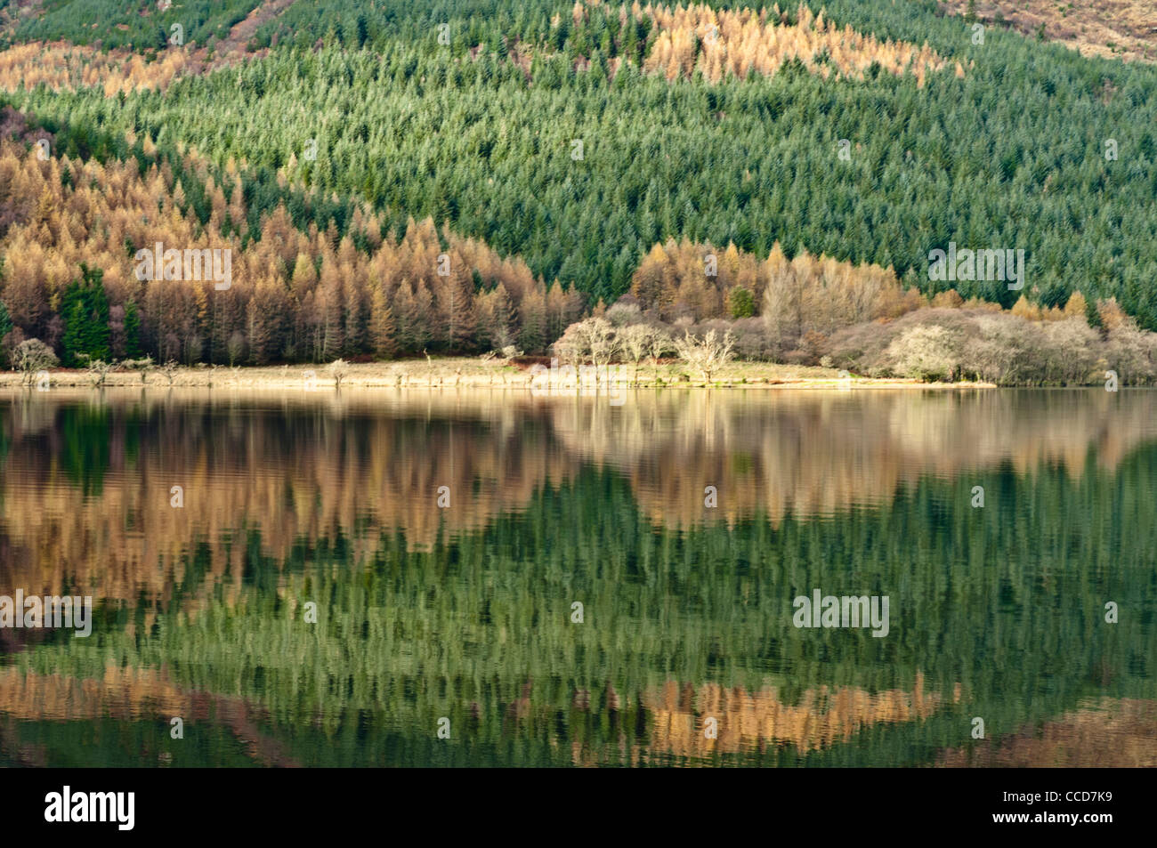 Alberi riflessa in autunno sul Loch Eck nr Dunoon Argyll & Bute Scozia Scotland Foto Stock
