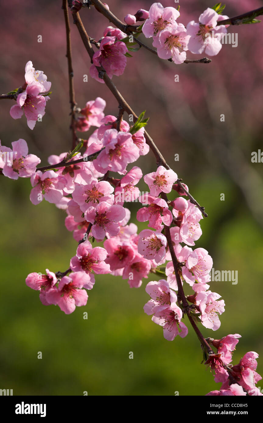 Pesca fiore, Verona, Veneto, Italia, Europa Foto Stock