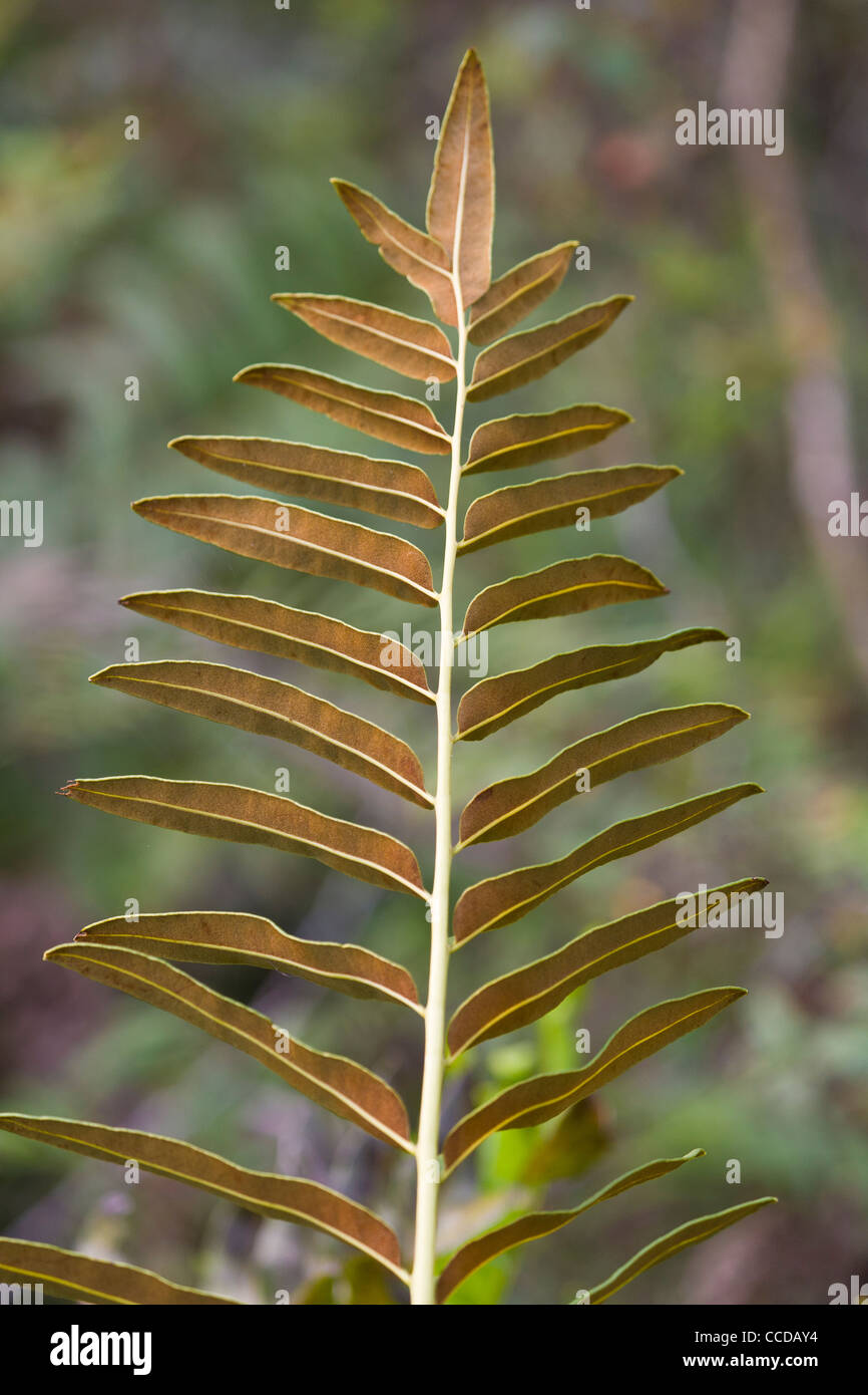 In prossimità di piante Foto Stock