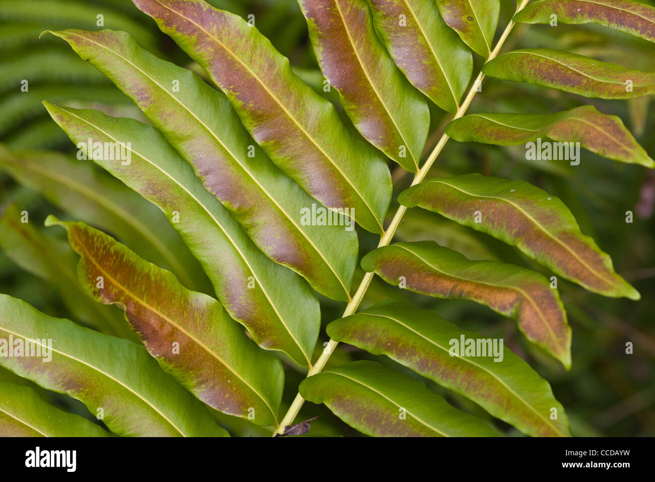 In prossimità di piante Foto Stock