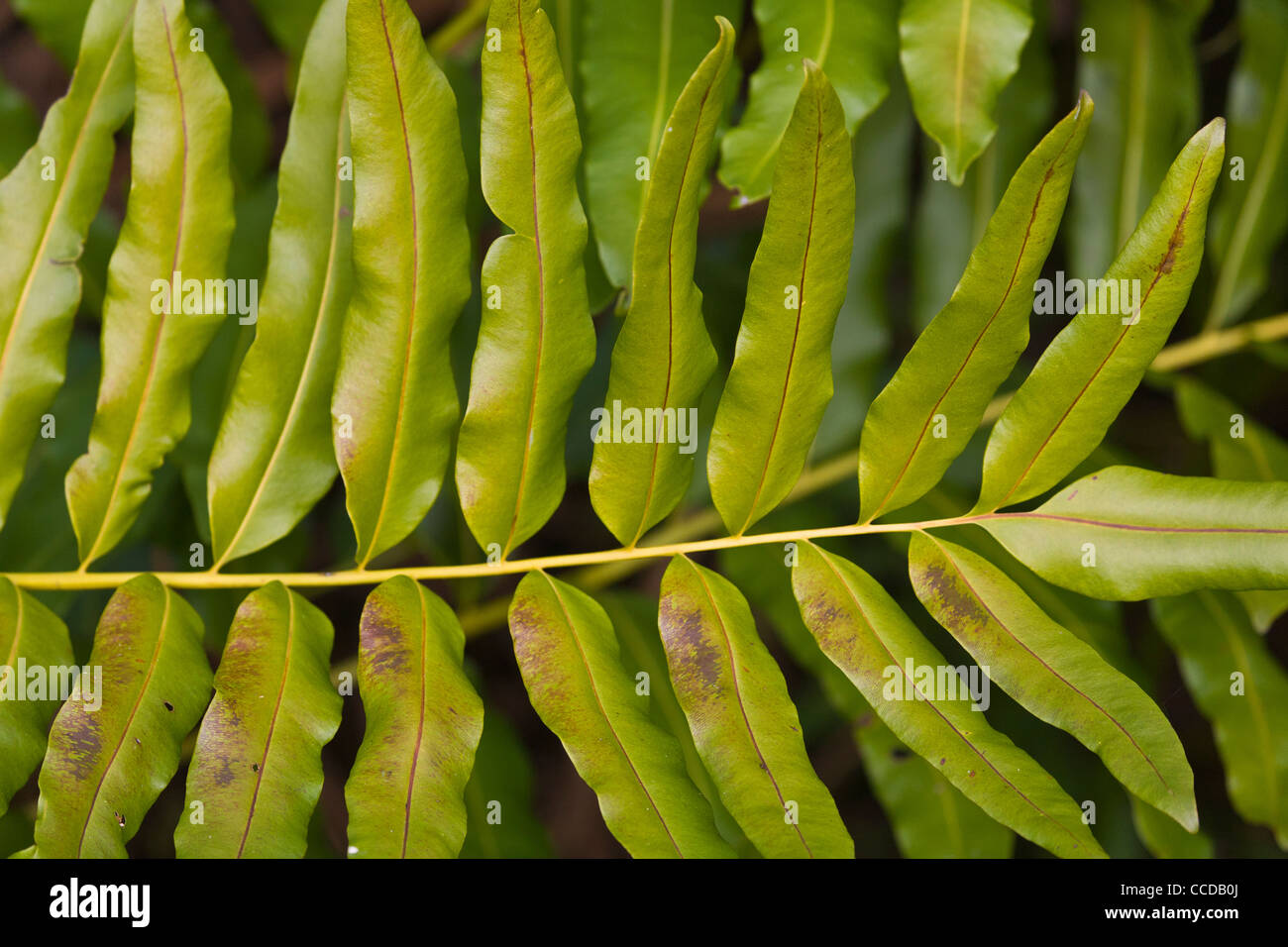 In prossimità di piante Foto Stock