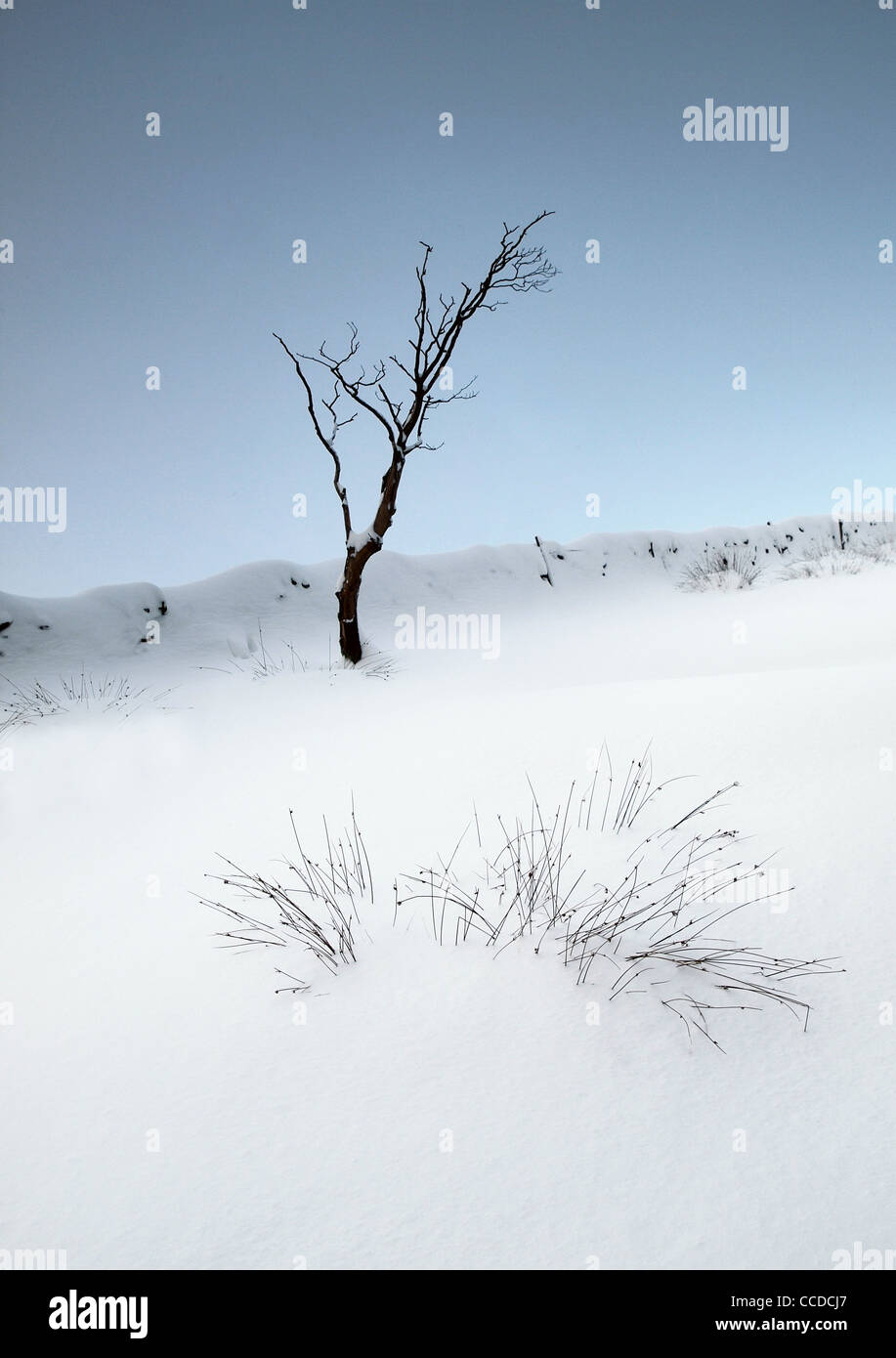 Un lone tree in neve fresca vicino a Buxton nel Parco Nazionale di Peak District Foto Stock