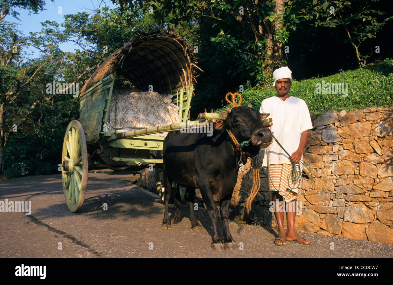 Tradizionale carrello di bue, Hotel Cultura Club, Dambulla, Sri Lanka Foto Stock