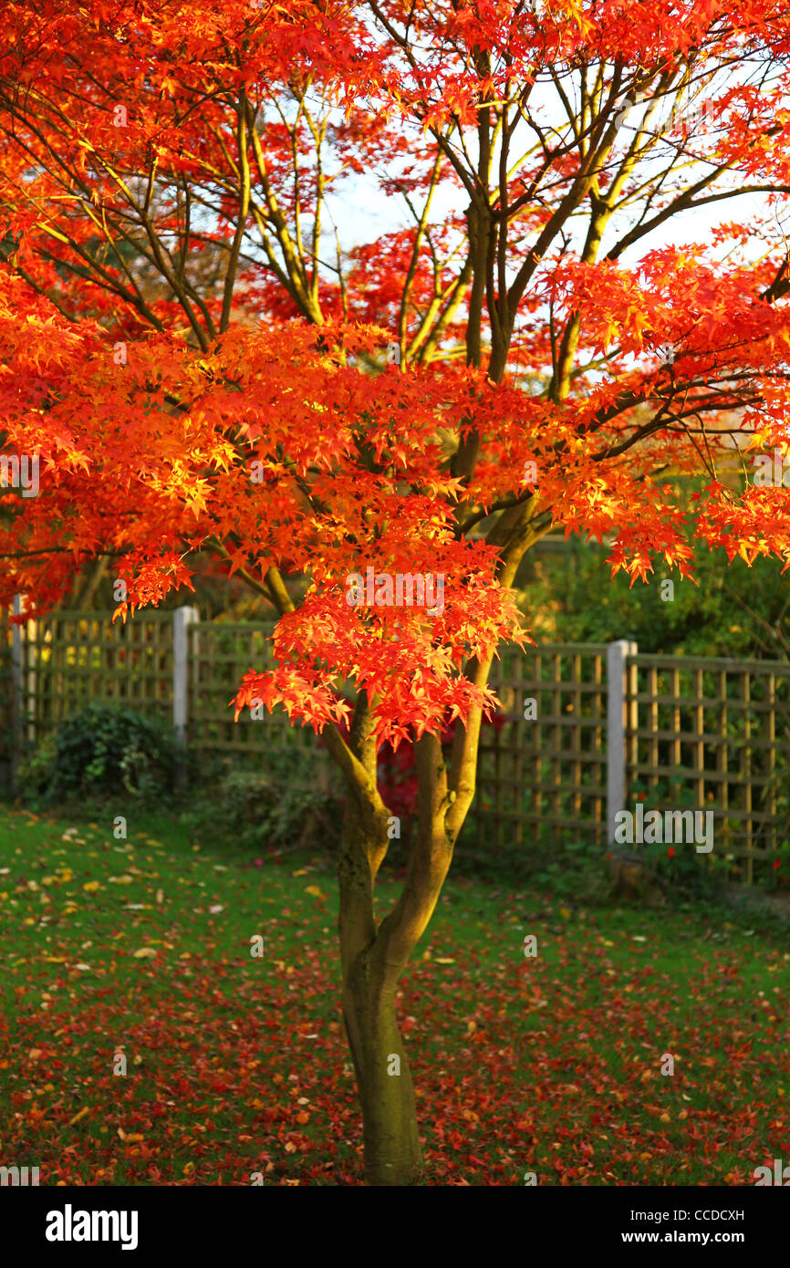 Un rosso Acer palmateum Albero in autunno Foto Stock