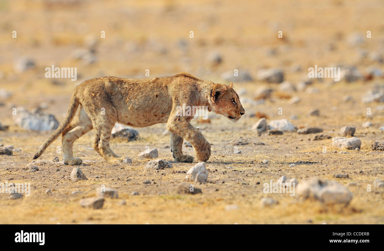 Leone africano (Panthera leo) capretti camminando sulla savana, il Parco Nazionale di Etosha, Namibia Foto Stock