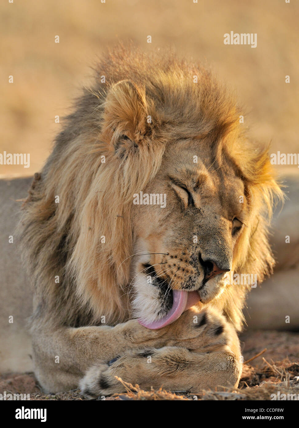 Maschio di leone africano (Panthera leo) leccare zampe anteriori, deserto Kalahari, Kgalagadi Parco transfrontaliero, Sud Africa Foto Stock