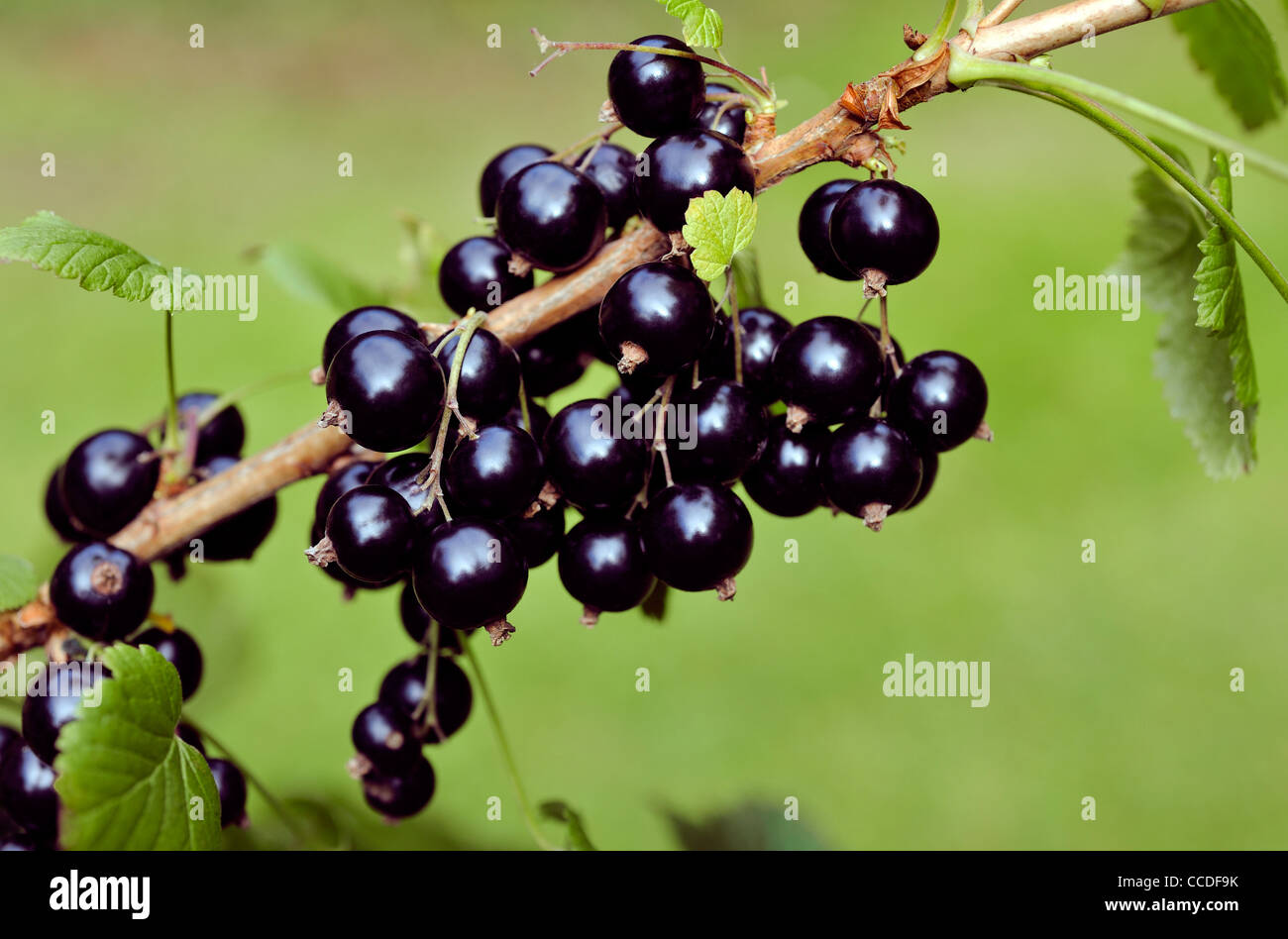 Ribes nero crescente sulla boccola Foto Stock