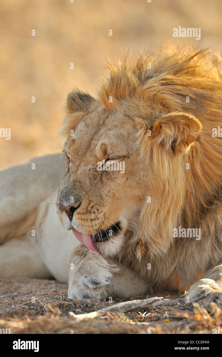 Maschio di leone africano (Panthera leo) leccare zampe anteriori, deserto Kalahari, Kgalagadi Parco transfrontaliero, Sud Africa Foto Stock