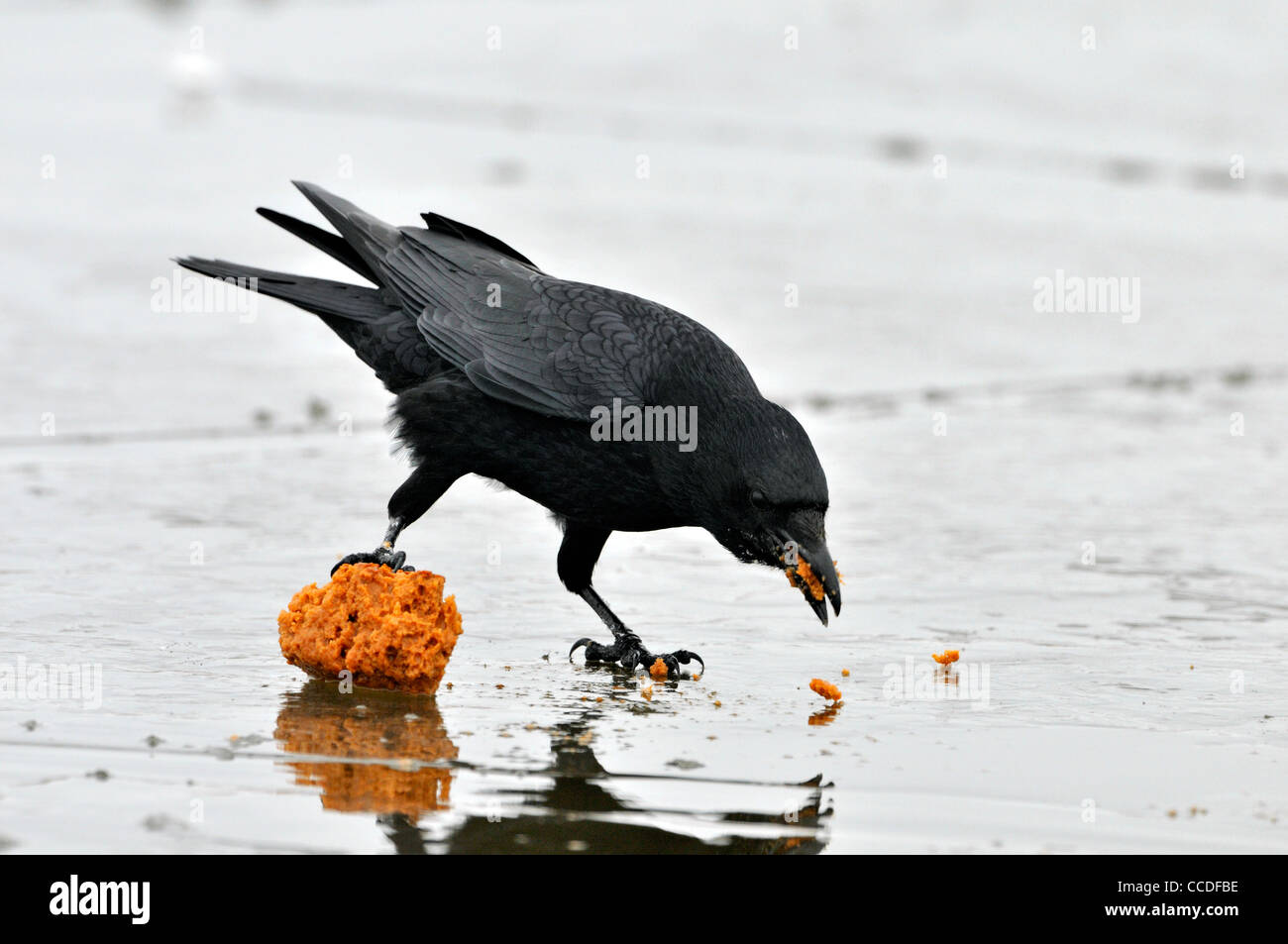 Carrion crow (Corvus corone) mangiare la torta su ghiaccio congelato stagno, Paesi Bassi Foto Stock