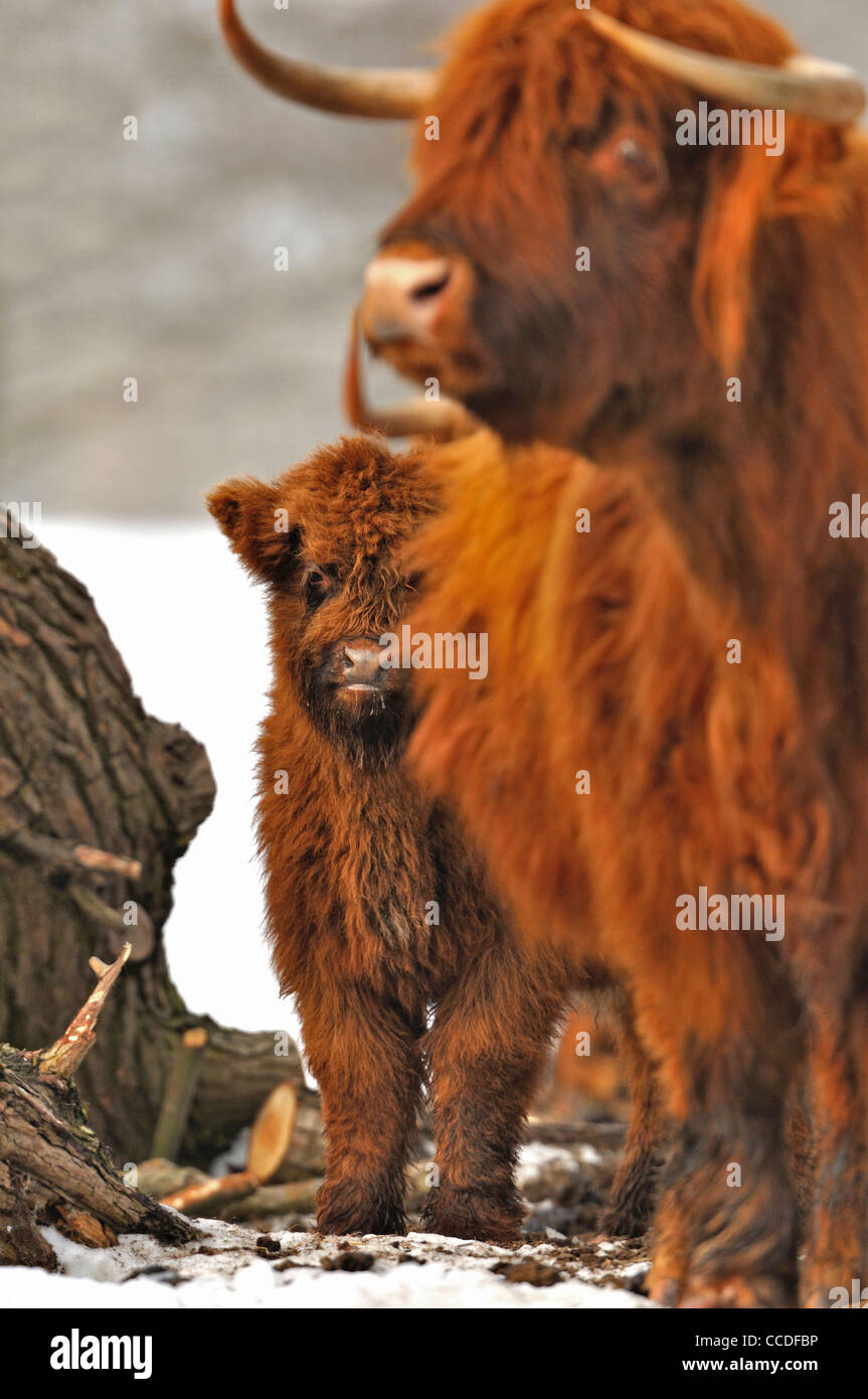 Highland bovini e vitello nella neve in inverno Foto Stock