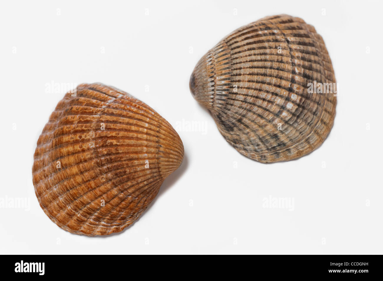 Detailansicht von zwei Muschelschalen | Dettaglio foto di due gusci Foto Stock