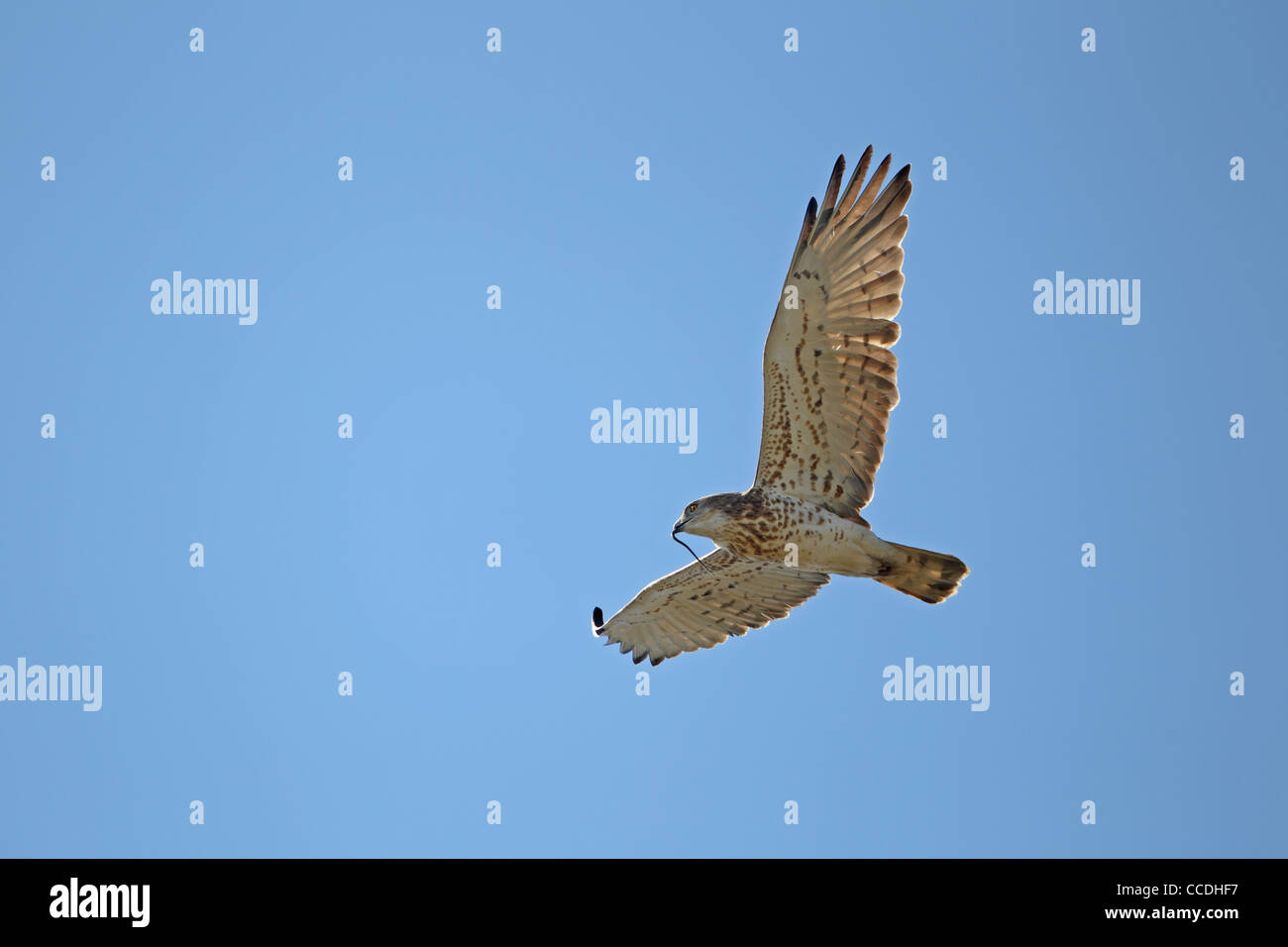 Short-toed eagle (Circaetus gallicus) Foto Stock