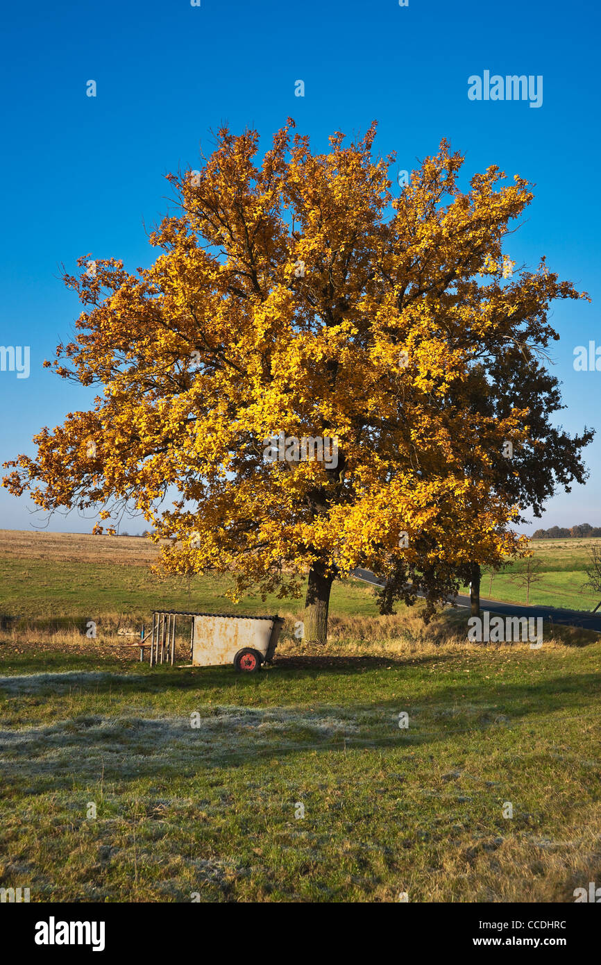 Eine Linde im Herbst | un tiglio in autunno Foto Stock