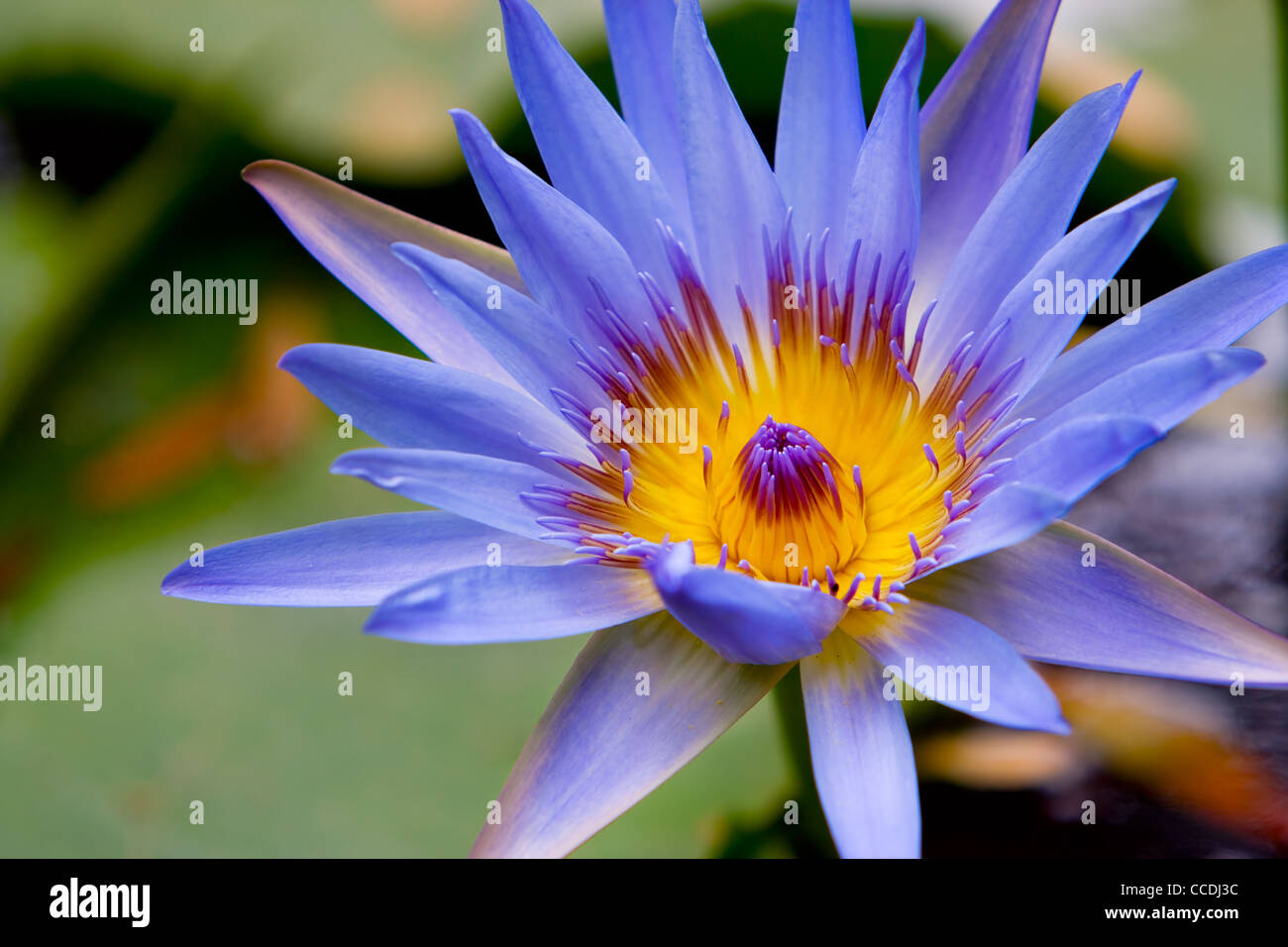 Acqua Lilly Foto Stock
