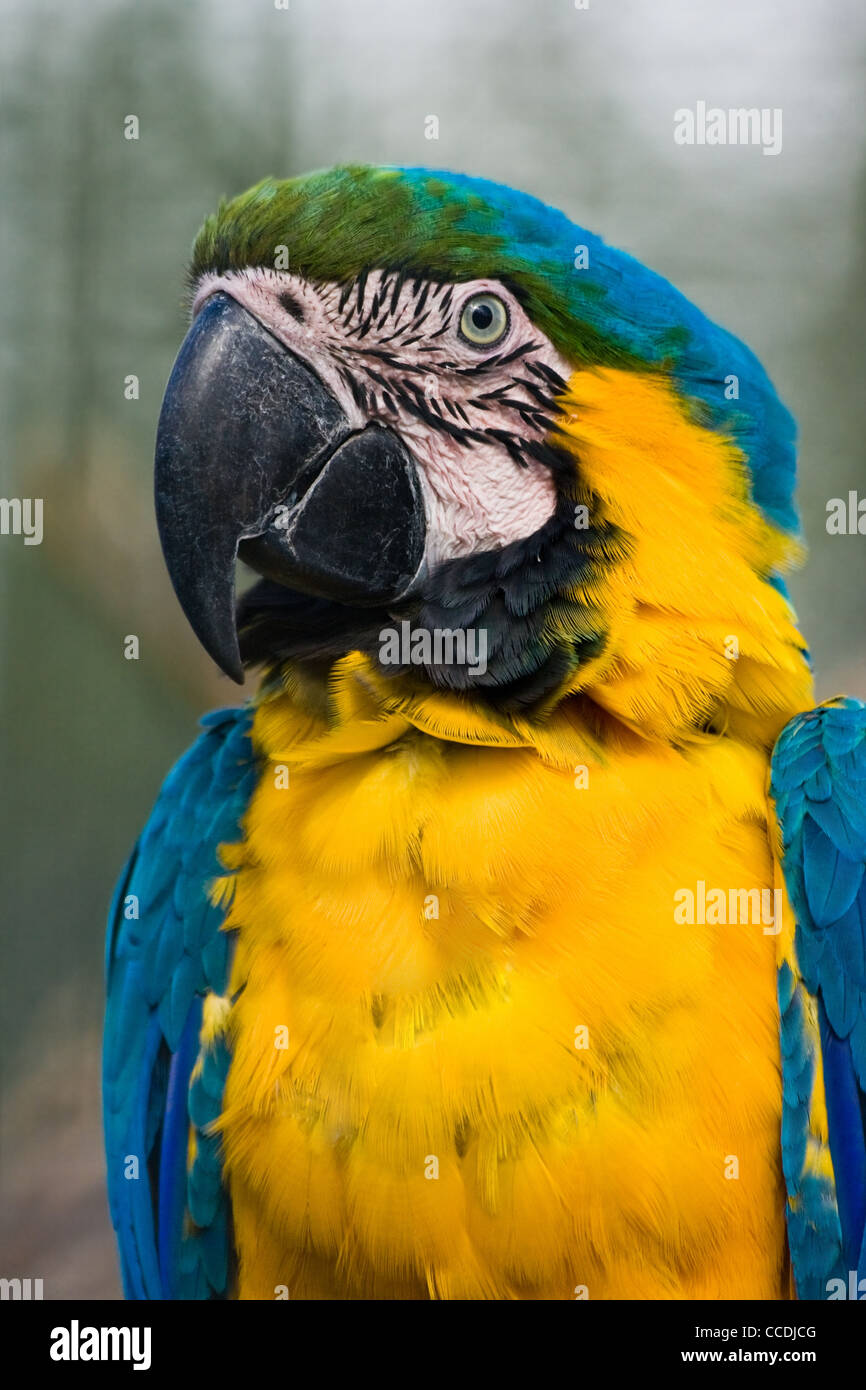 Il giallo e il Blue Parrot seduta sul ramo e alla ricerca Foto Stock