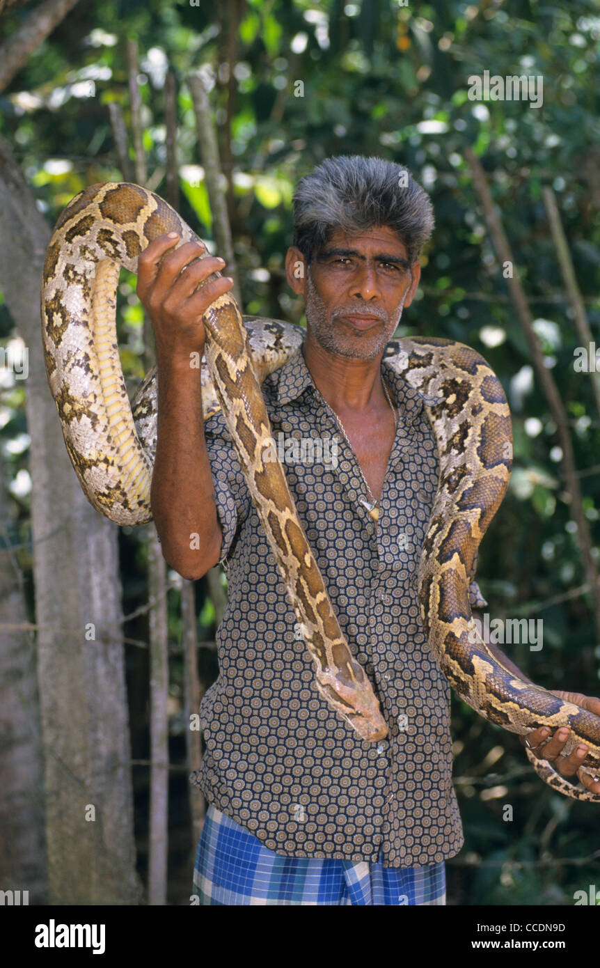 Il serpente incantatore tenendo un indiano (Python Python molurus), Sri Lanka Foto Stock
